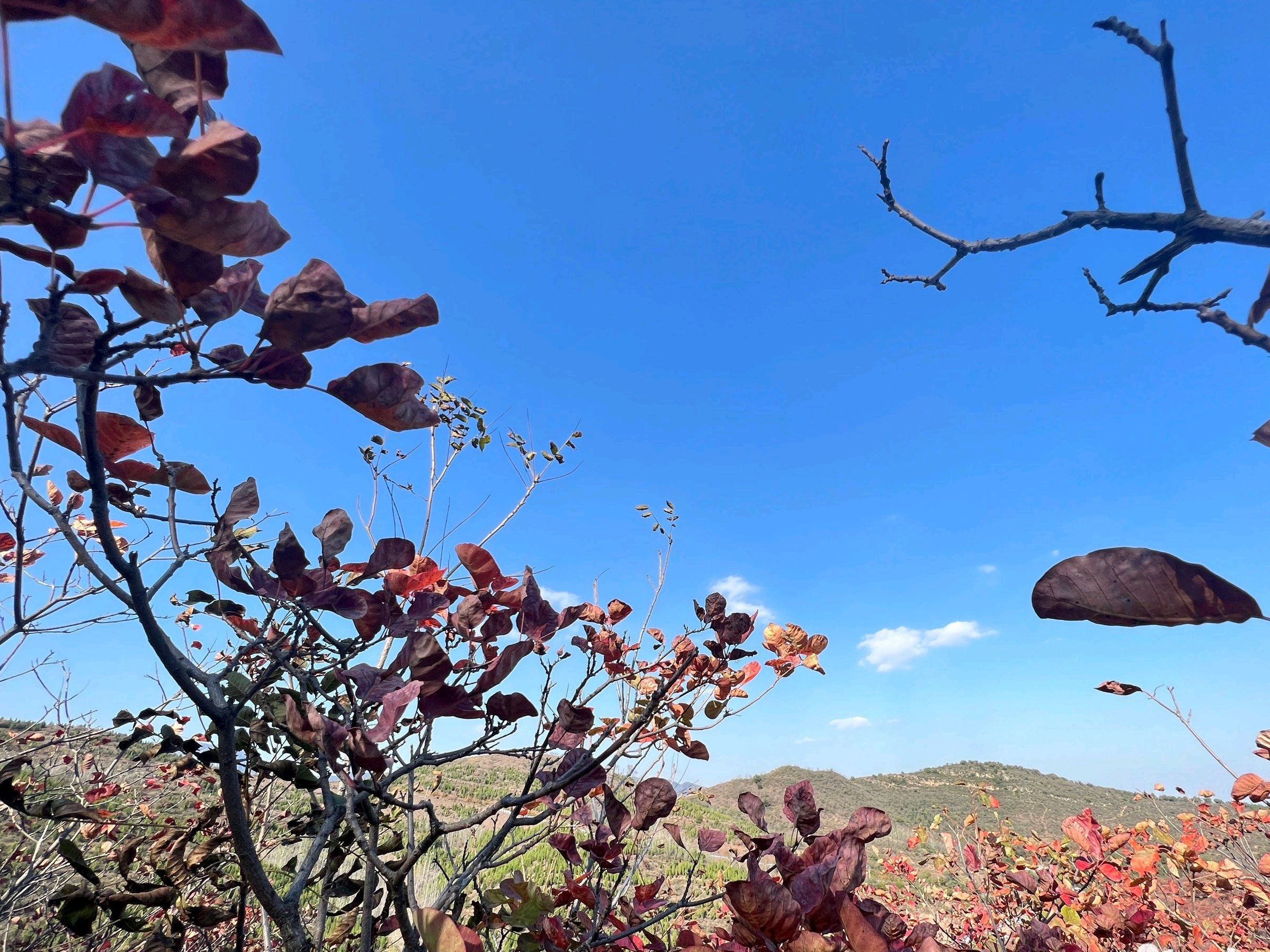 大蹶山红叶谷旅行图片 2