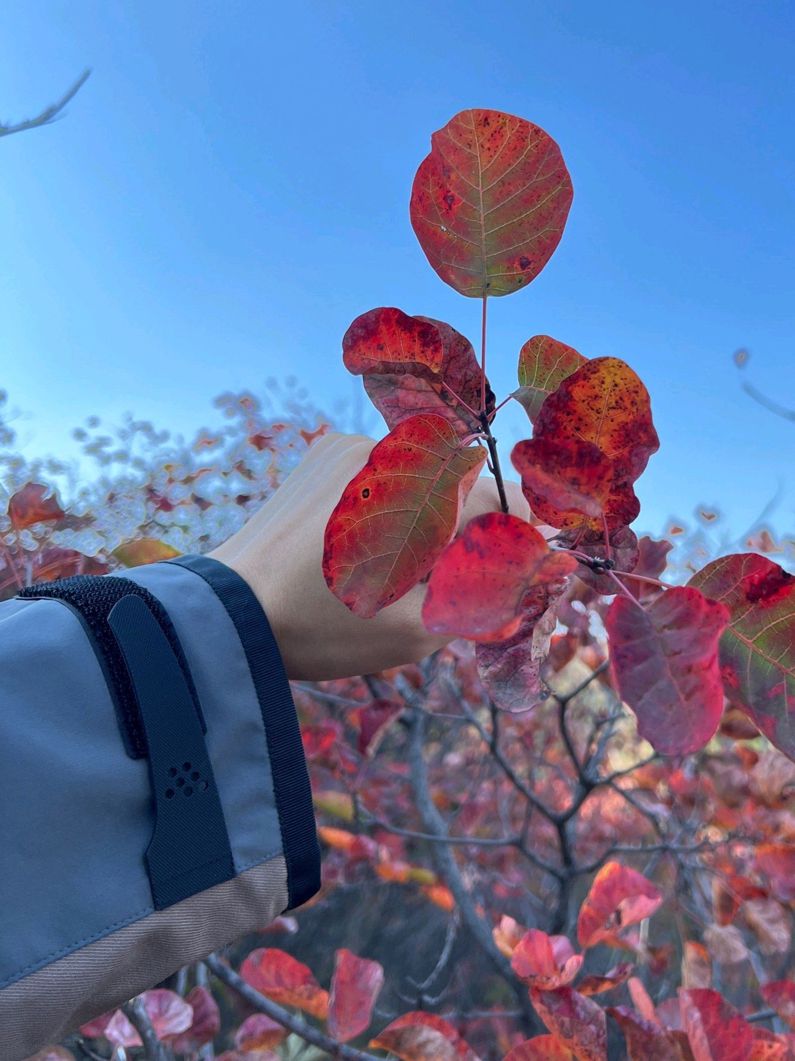 大蹶山红叶谷旅行图片 3