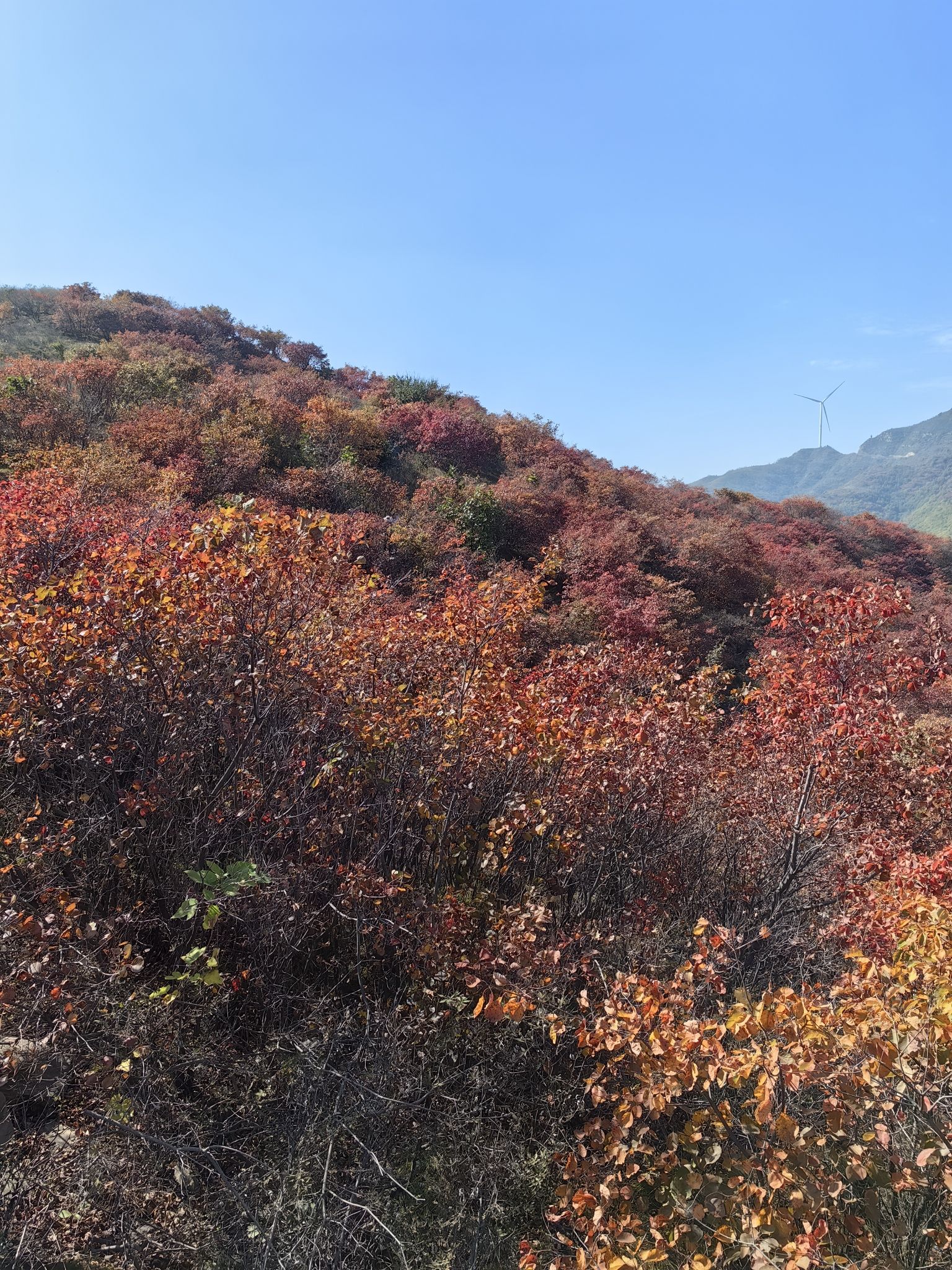 大蹶山红叶谷旅行图片 2