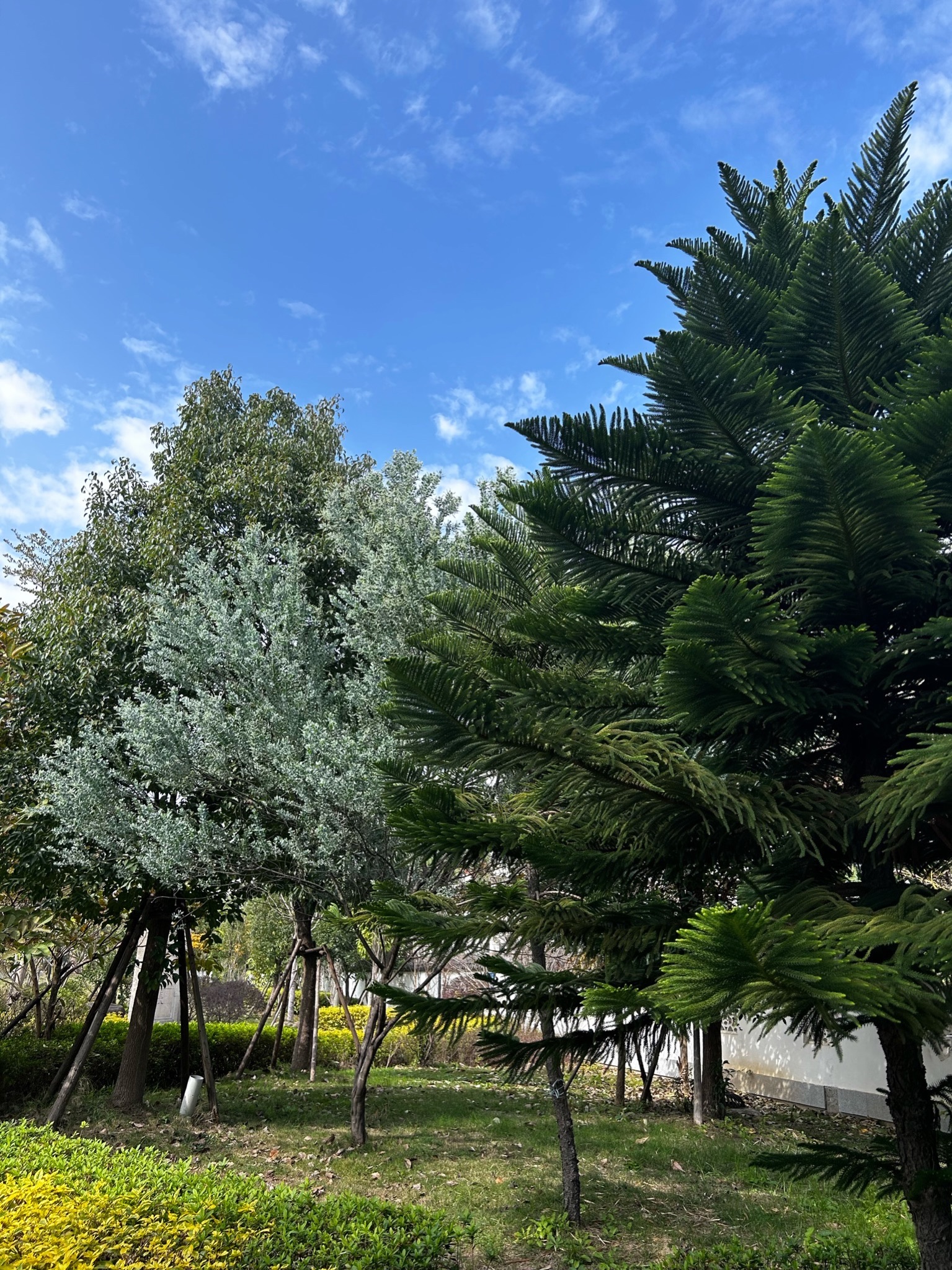 林森公园旅行图片 2