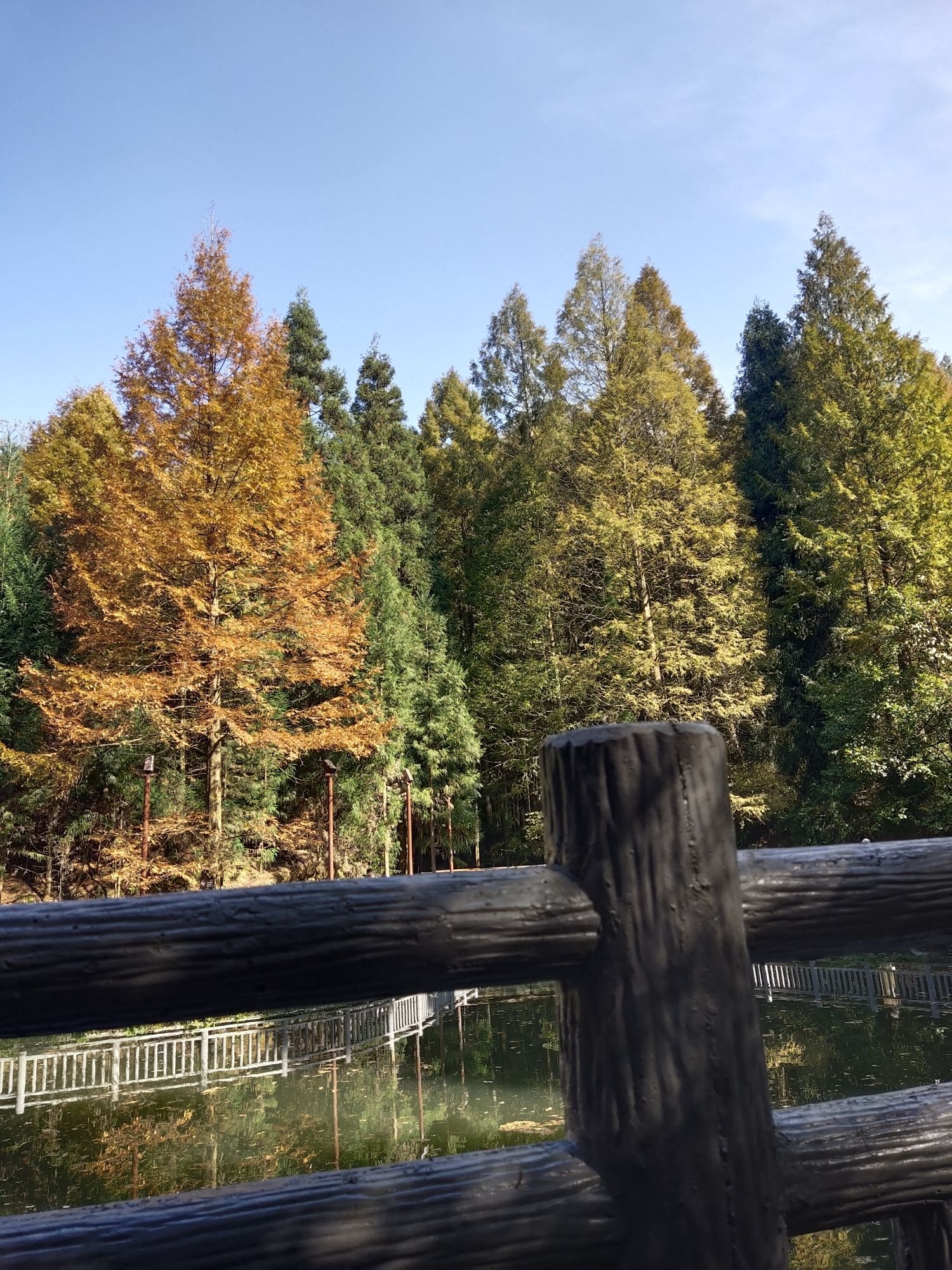 山王坪喀斯特国家生态公园旅行图片 1