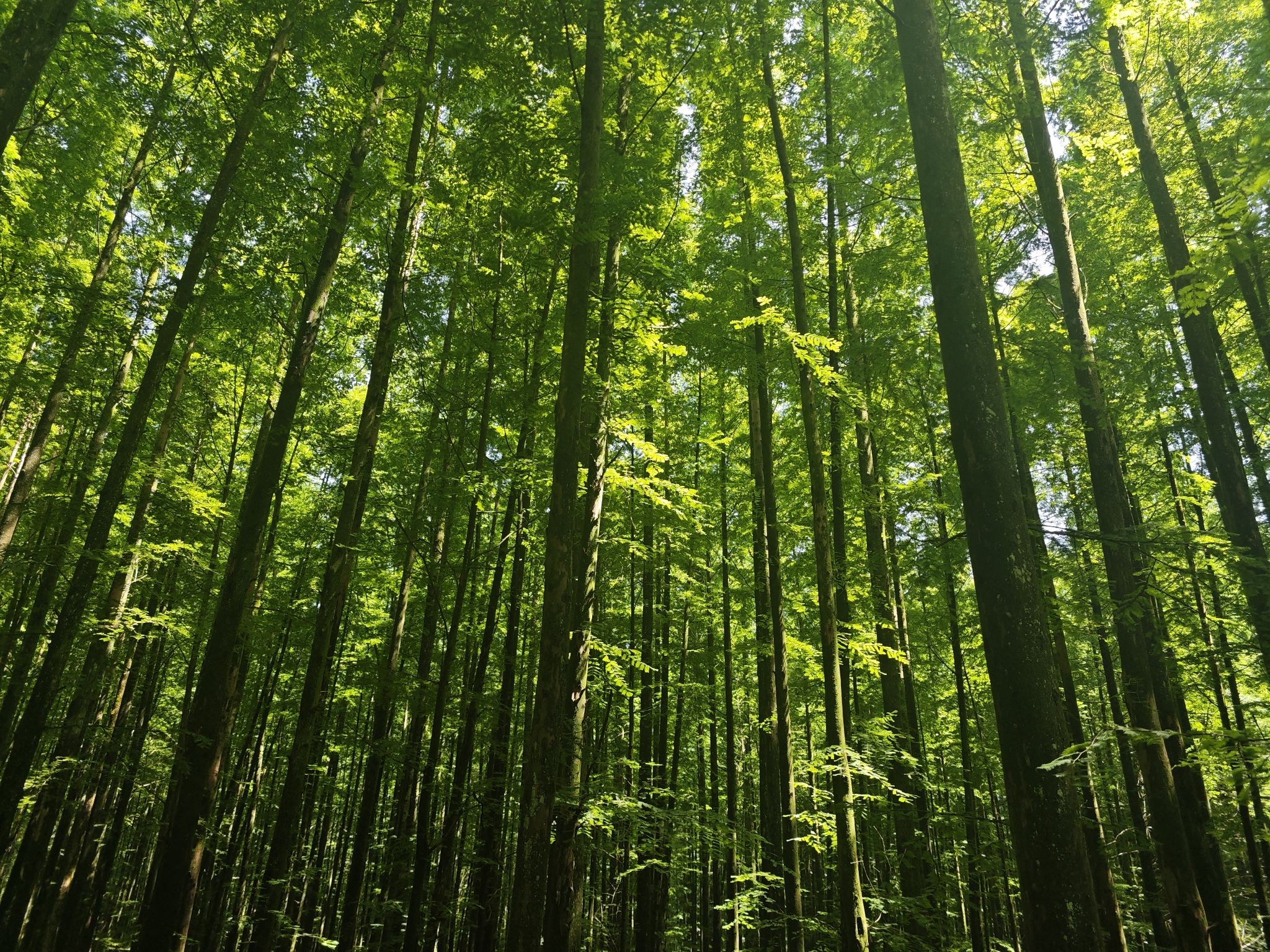 山王坪喀斯特国家生态公园旅行图片 1