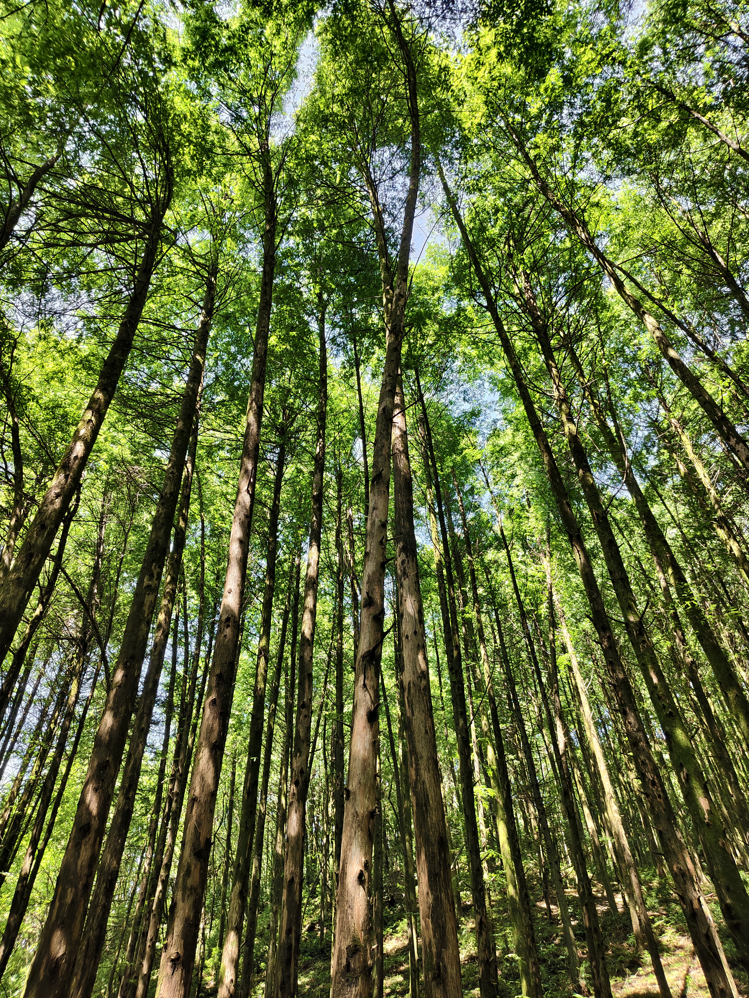 山王坪喀斯特国家生态公园旅行图片 1