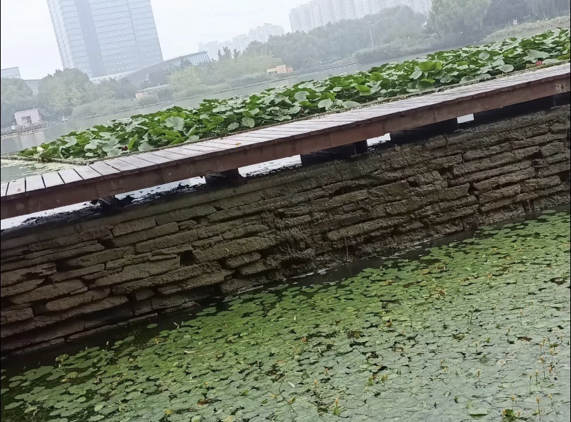 任城湿地公园旅行图片 1