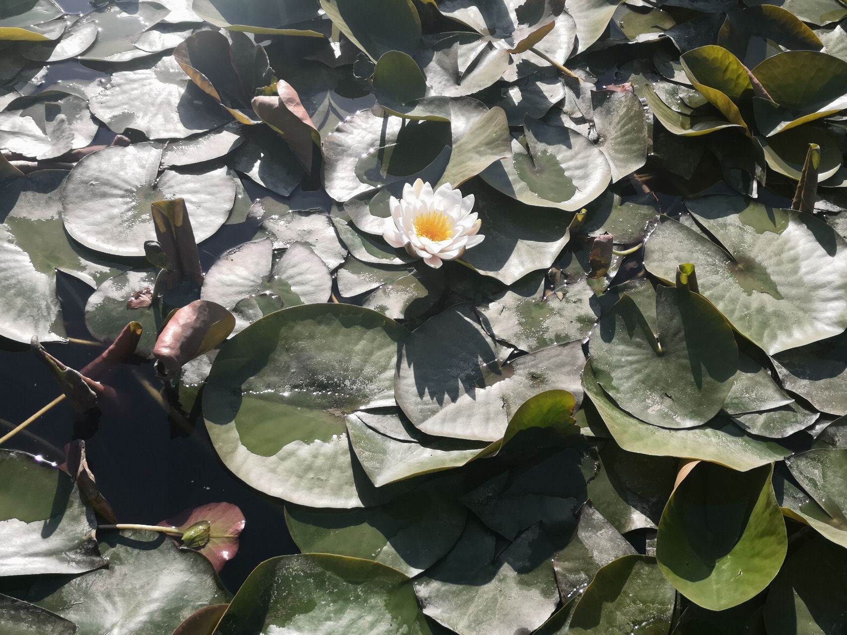 任城湿地公园旅行图片 3