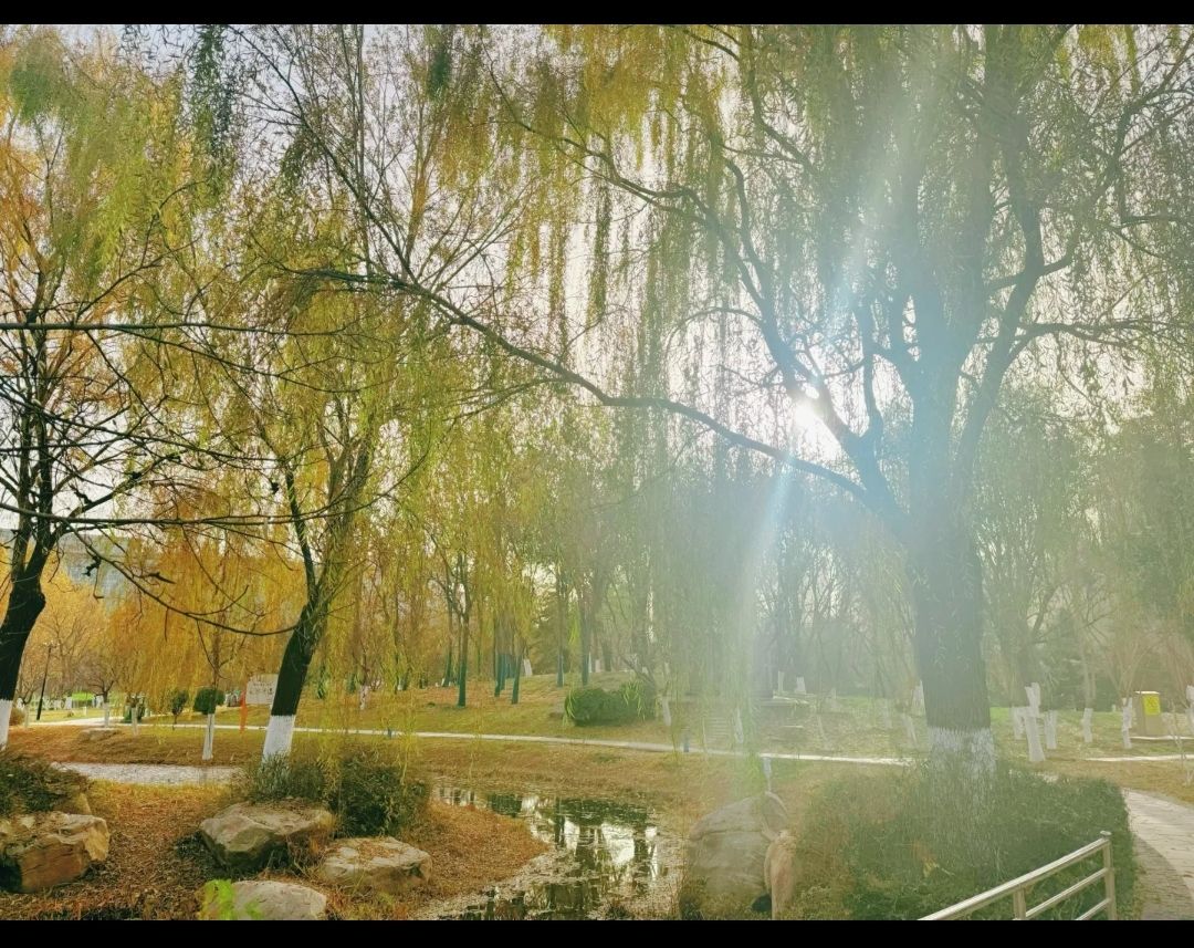 任城湿地公园旅行图片 2