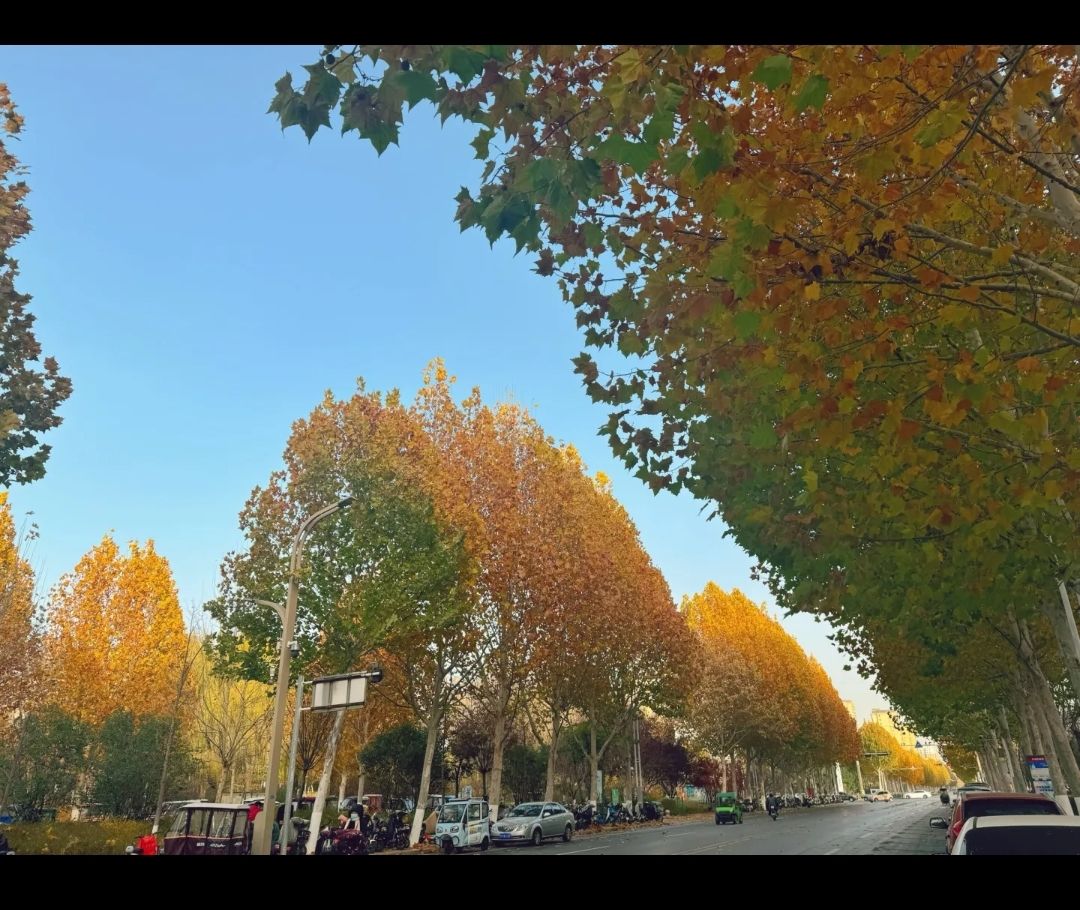 任城湿地公园旅行图片 1