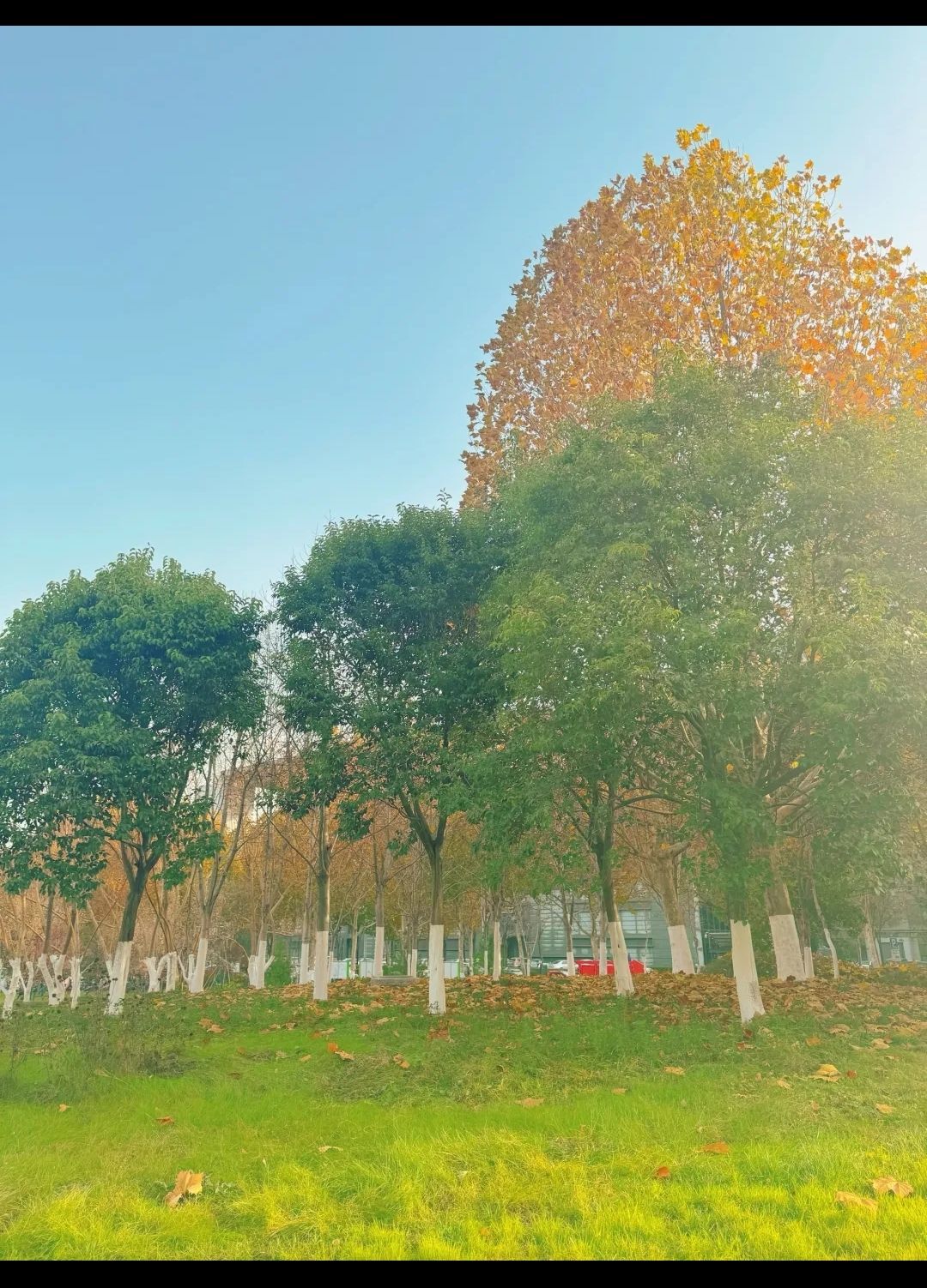 任城湿地公园旅行图片 3