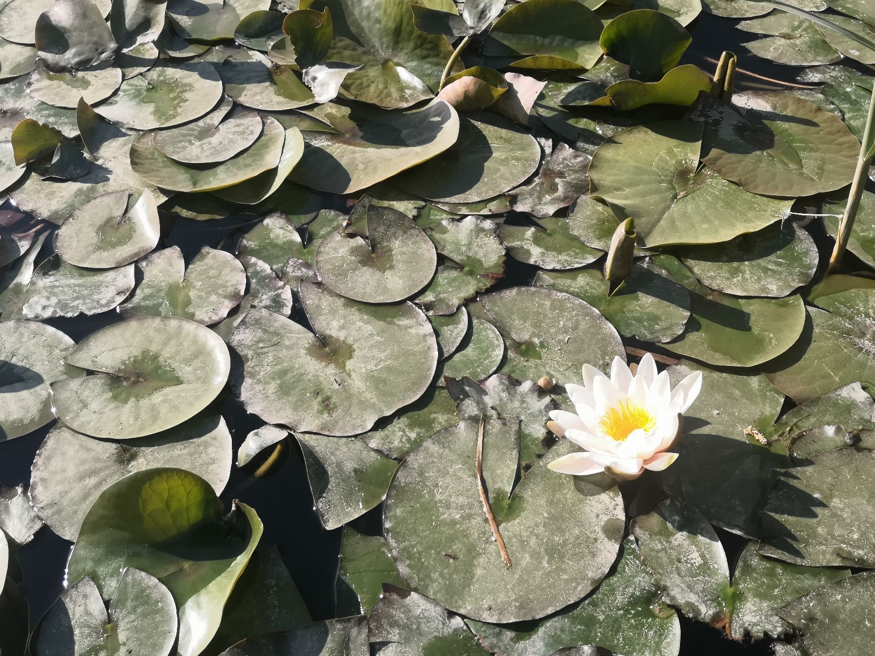 任城湿地公园旅行图片 2