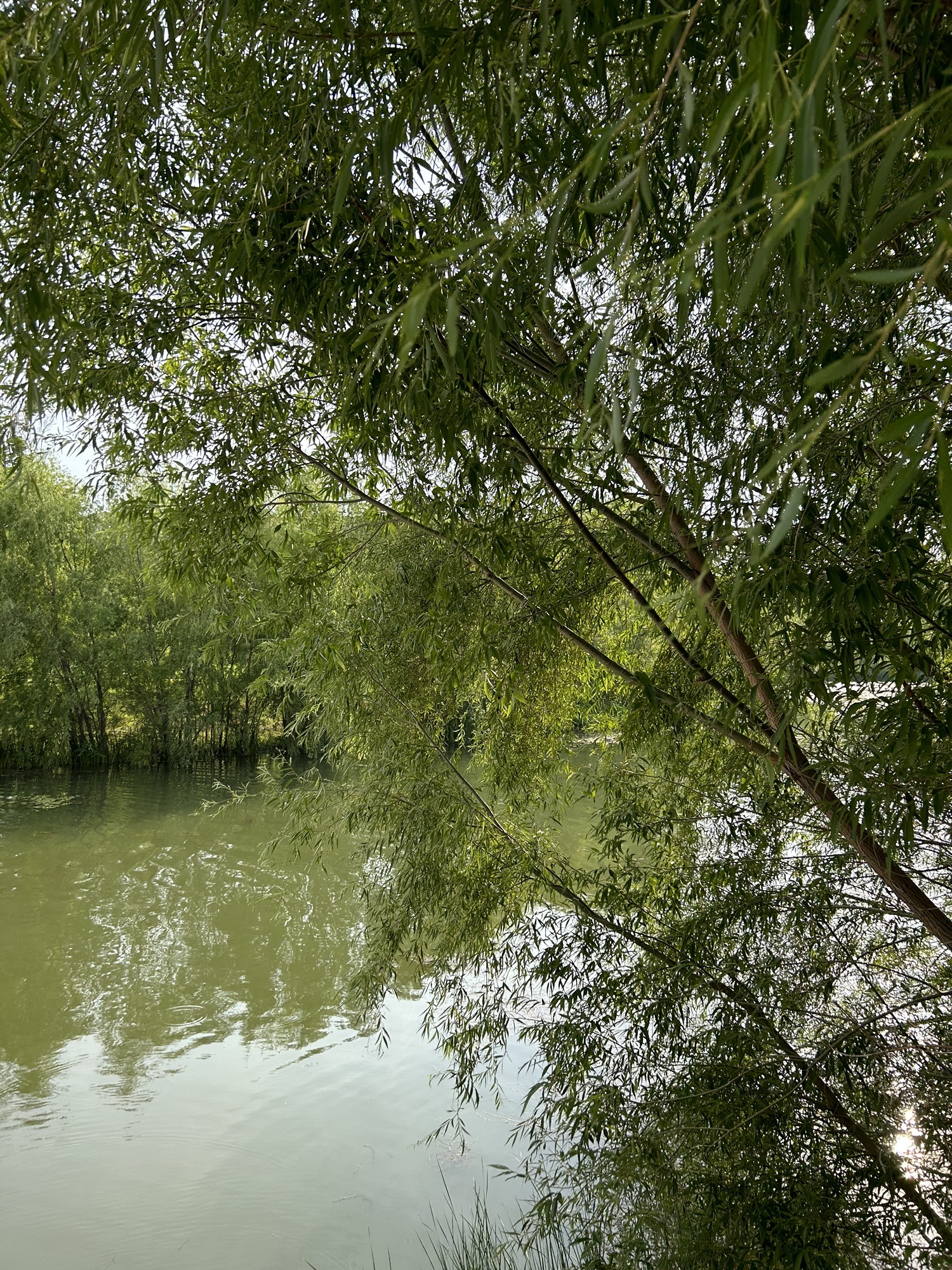 鹤鸣湖公园旅行图片 2