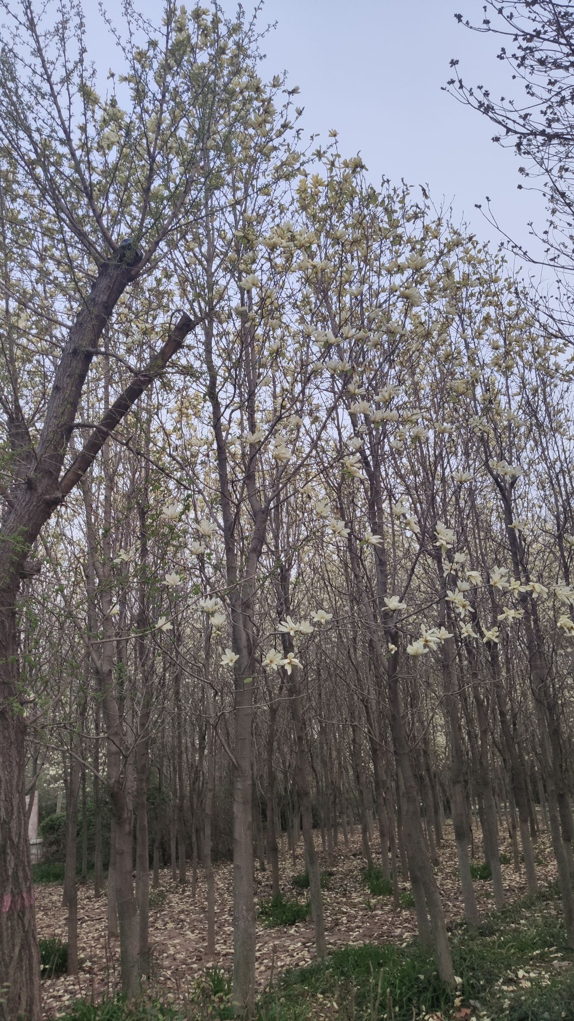 濮阳市植物园旅行图片 1