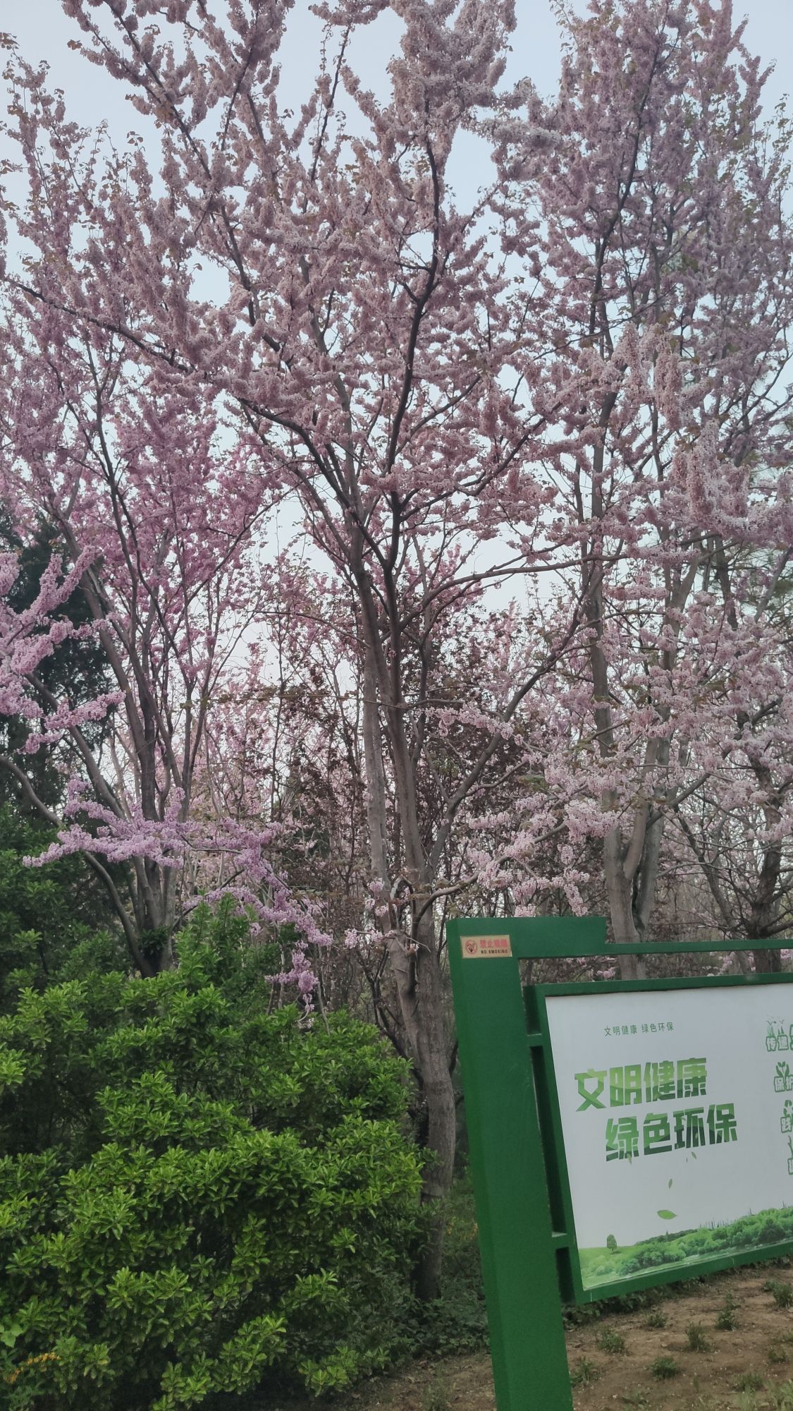 濮阳市植物园旅行图片 2
