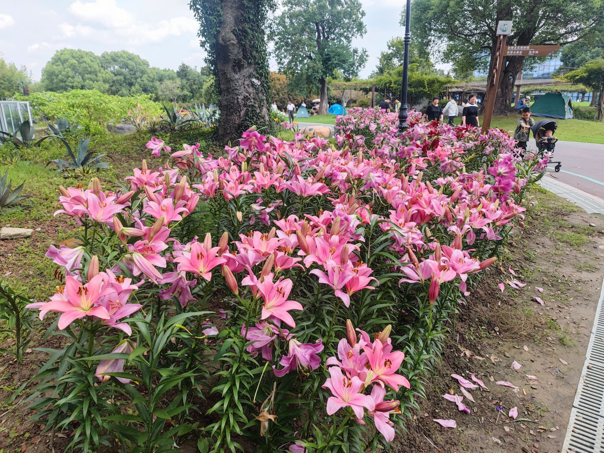 洲际绿博园旅行图片 3