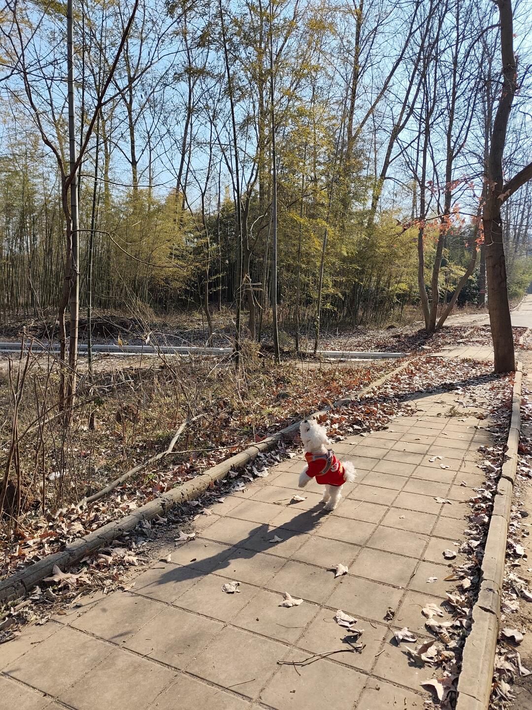 南京六合止马岭森林公园旅行图片 3