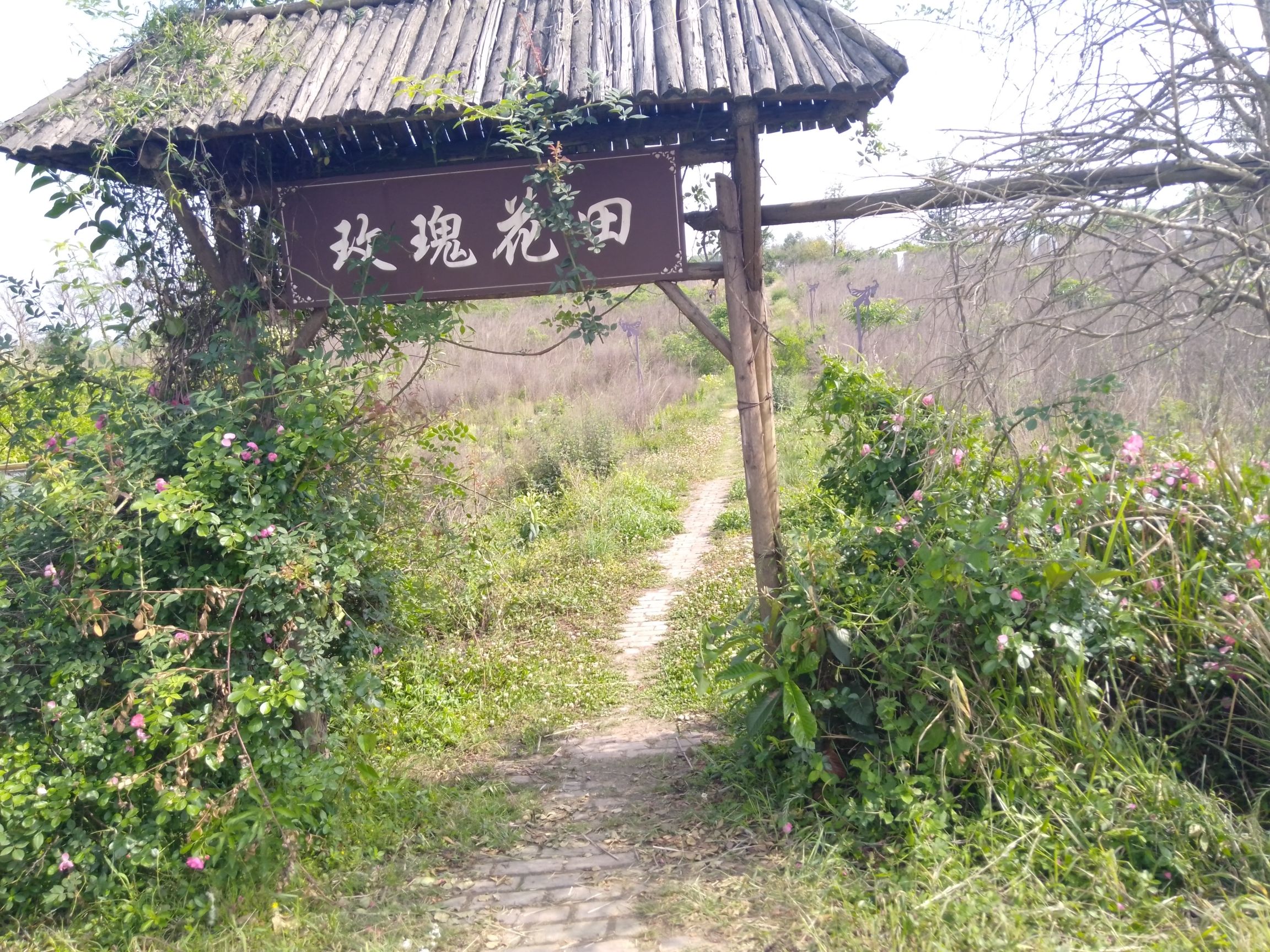 天府花海·蝶彩花卉园旅行图片 1