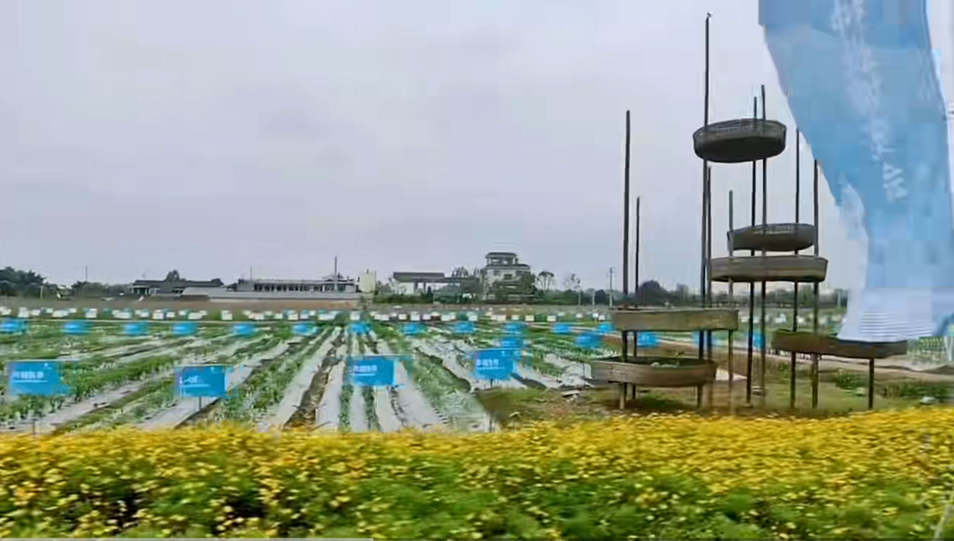 天府花海·蝶彩花卉园旅行图片 2