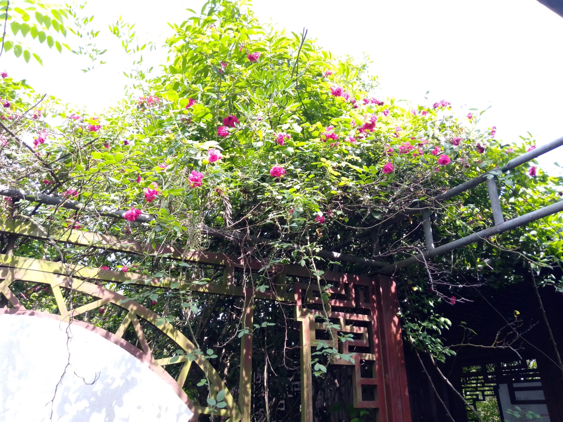天府花海·蝶彩花卉园旅行图片 2