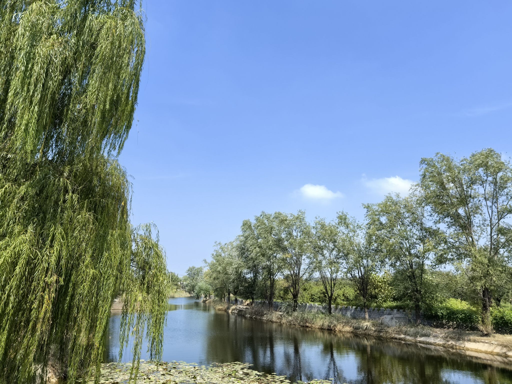 砀山黄河故道湿地自然保护区旅行图片 2