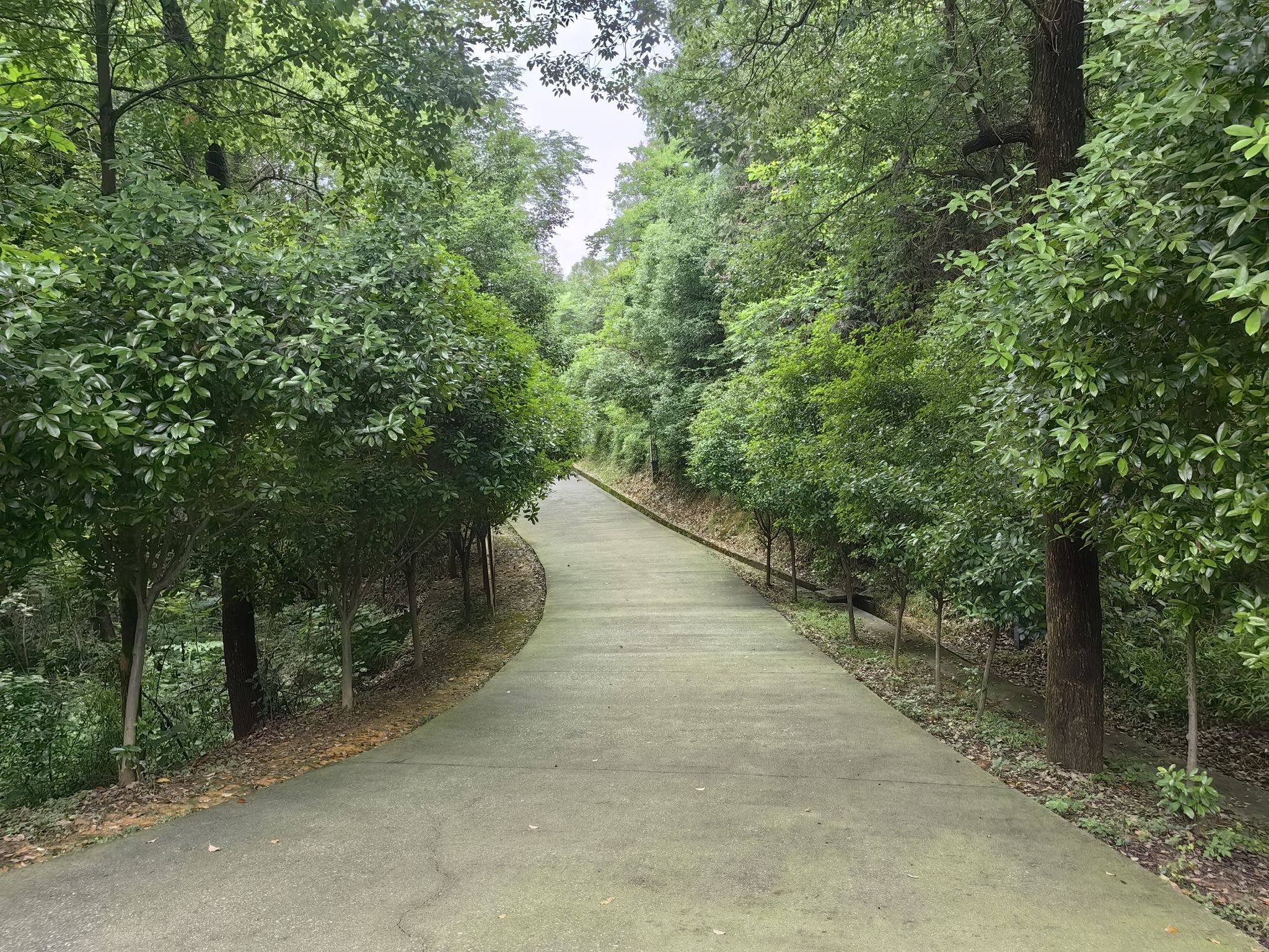 狮子岭公园旅行图片 3