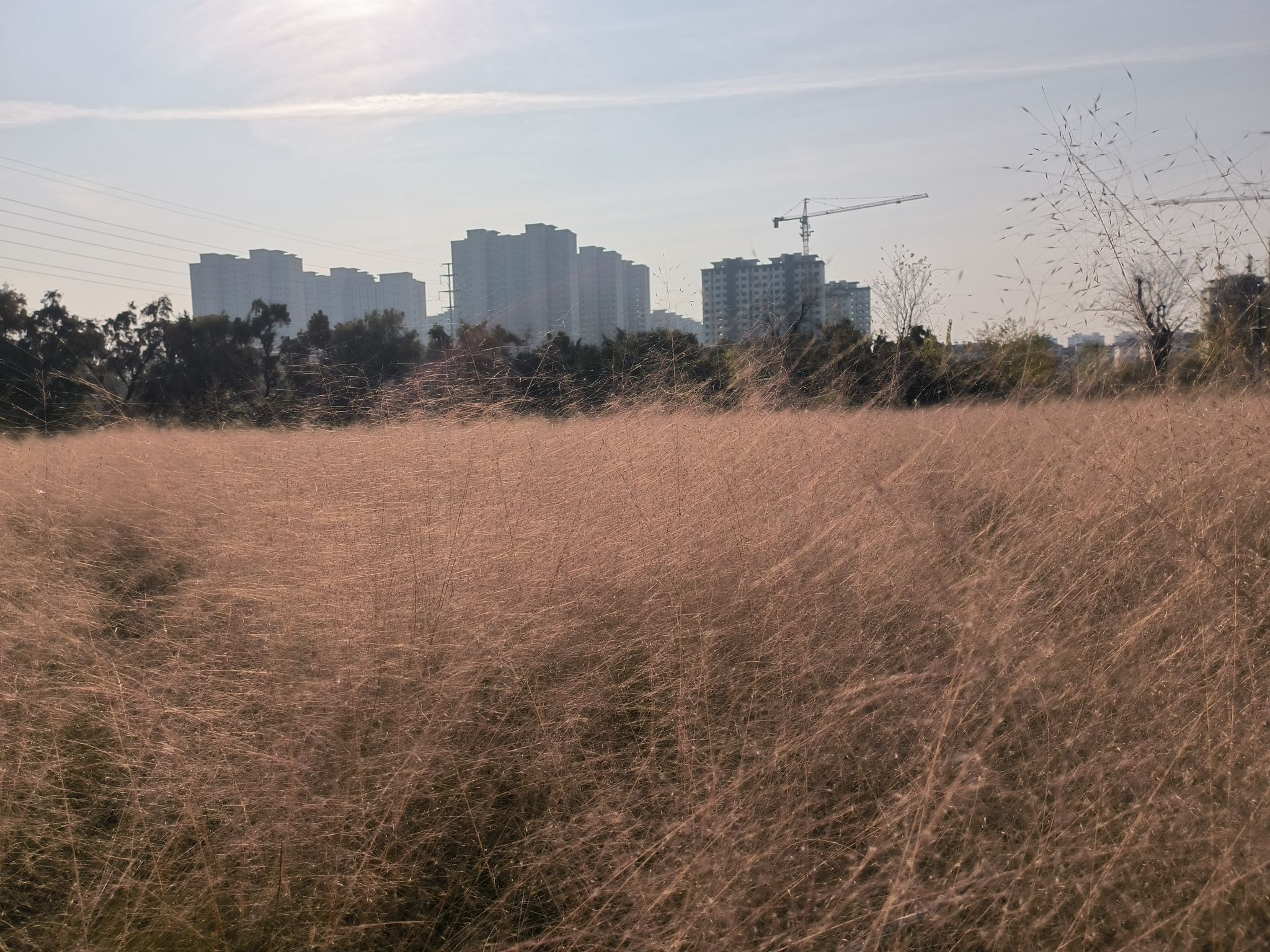 喜鹊湖公园旅行图片 1
