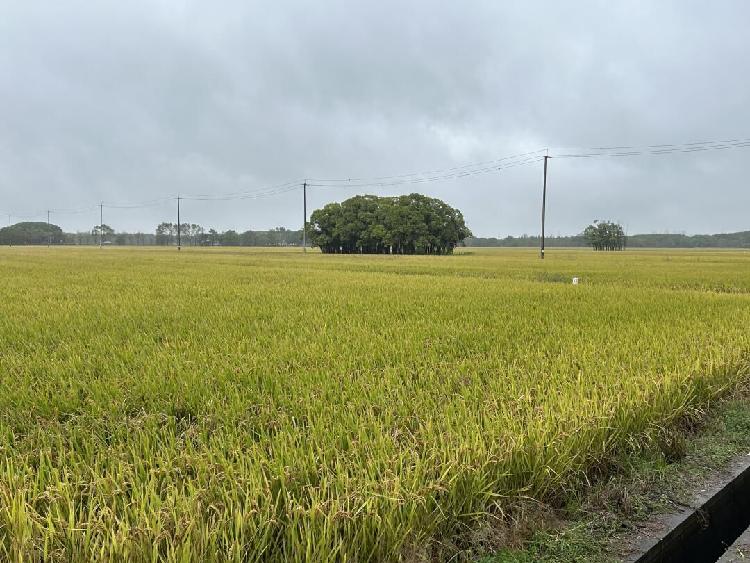 嘉北郊野公园旅行图片 1