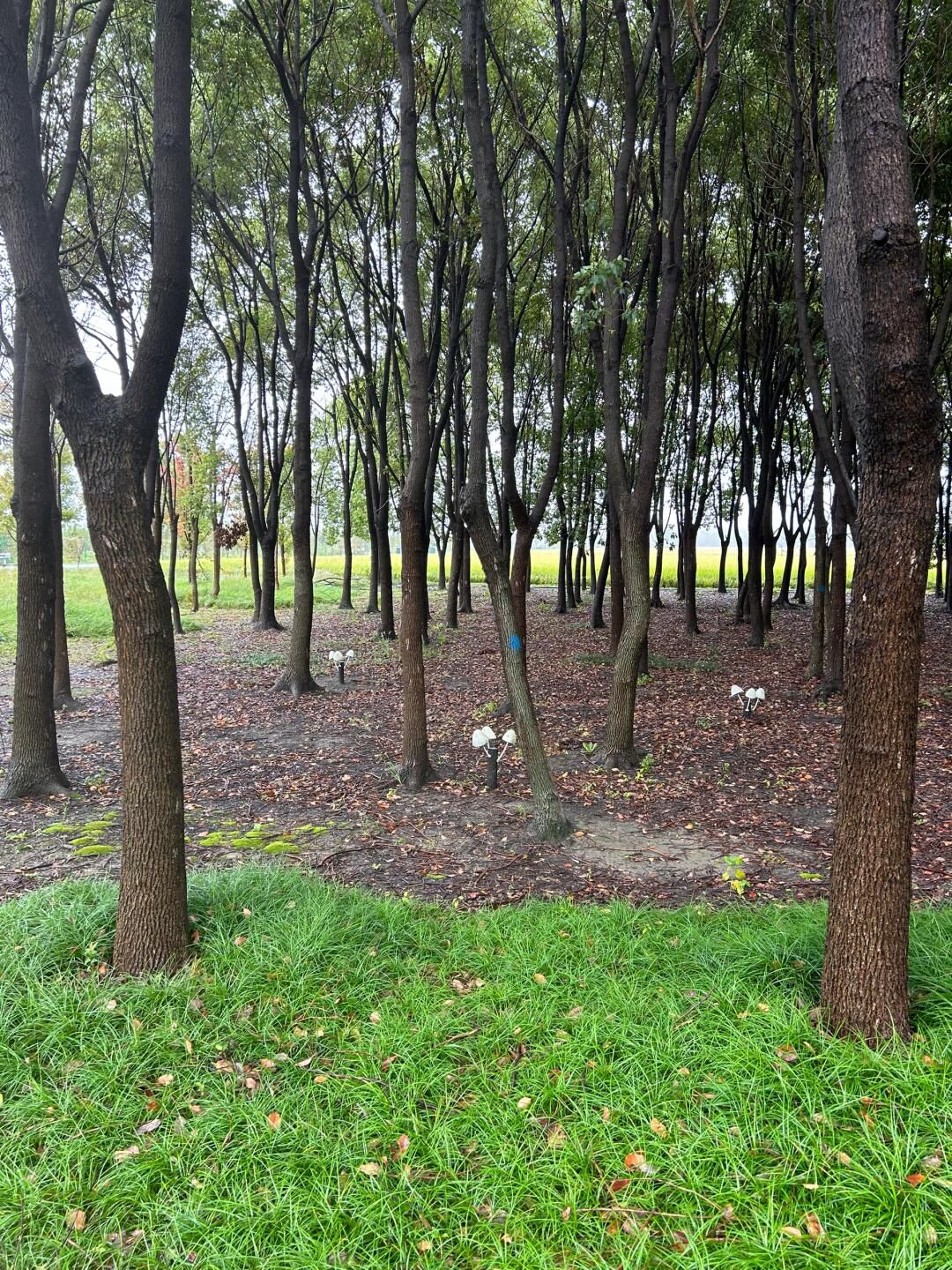 嘉北郊野公园旅行图片 3