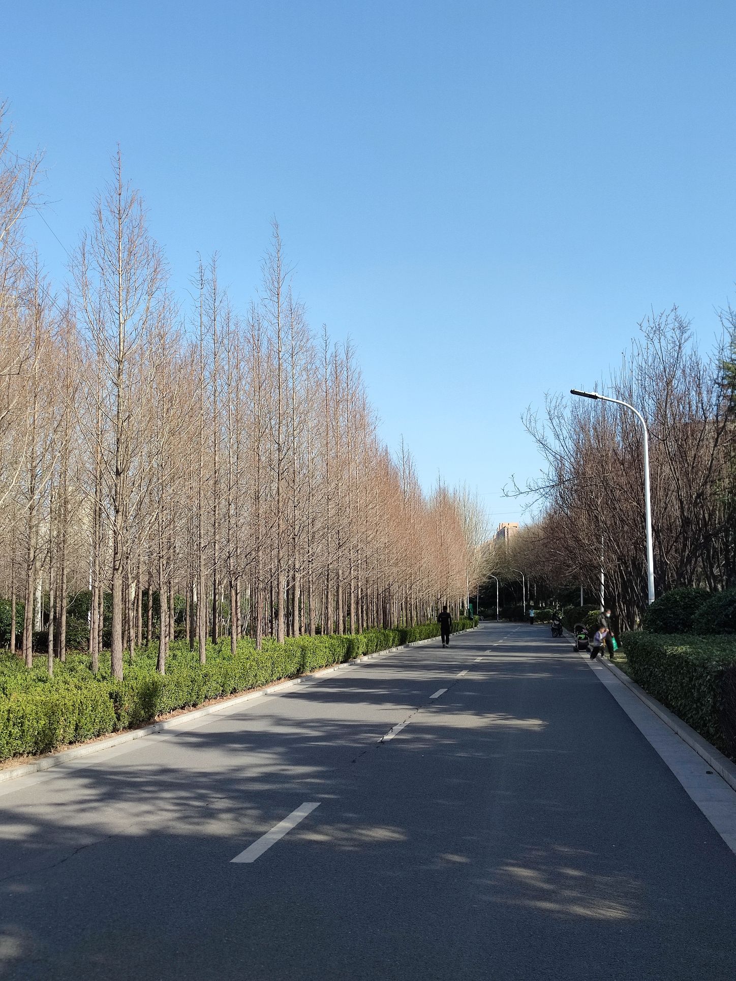 东陈伍寨公园旅行图片 1
