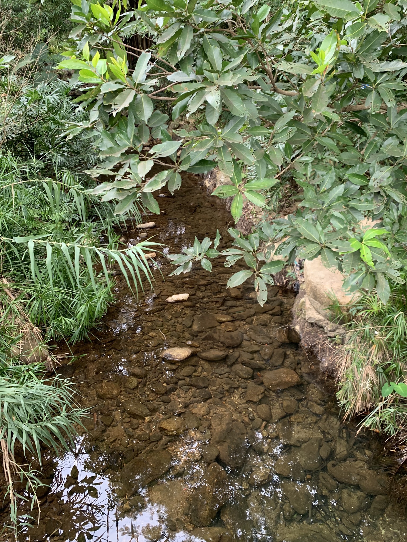博罗东山省级森林公园旅行图片 3