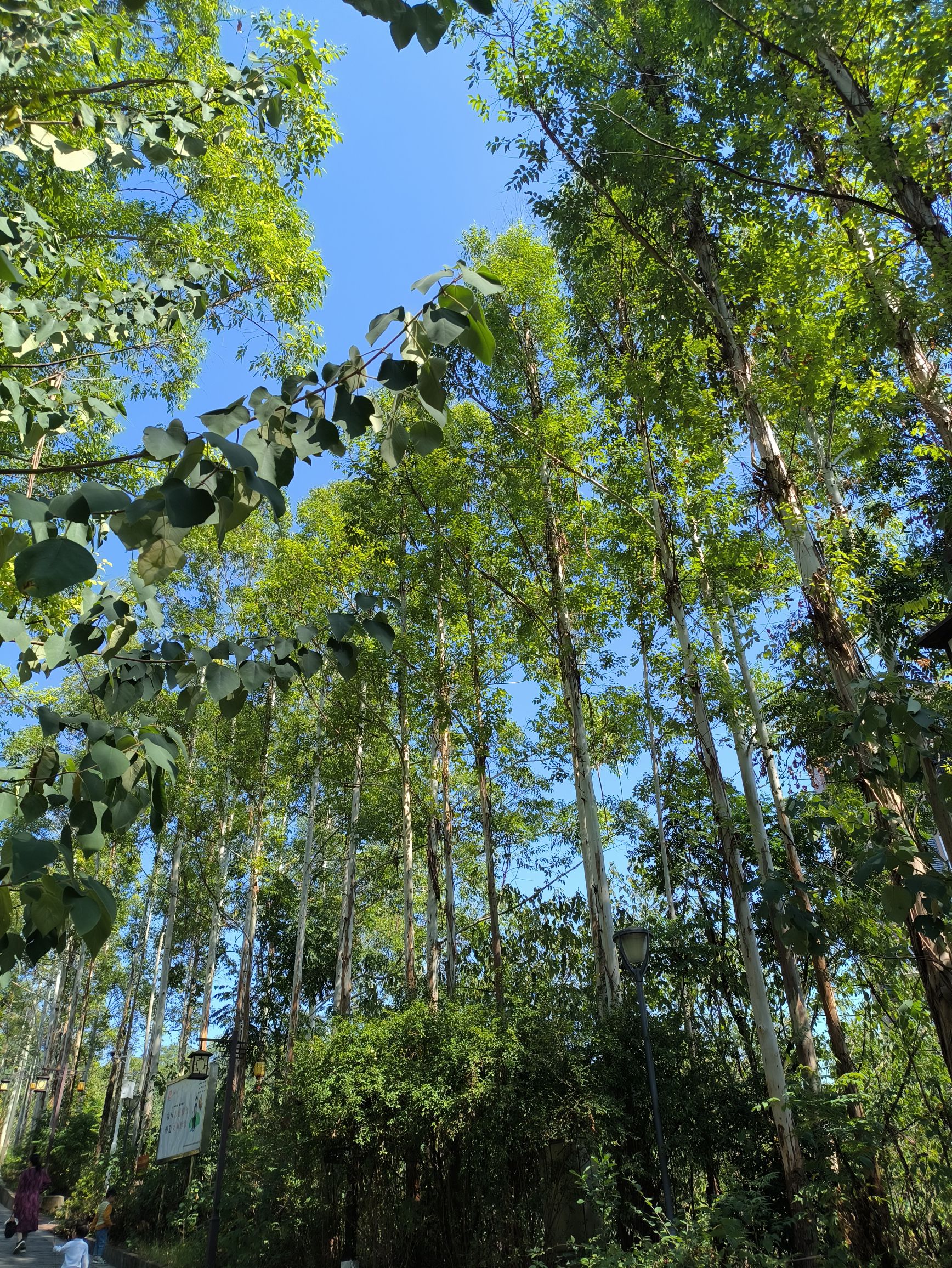 马阜岭公园旅行图片 3