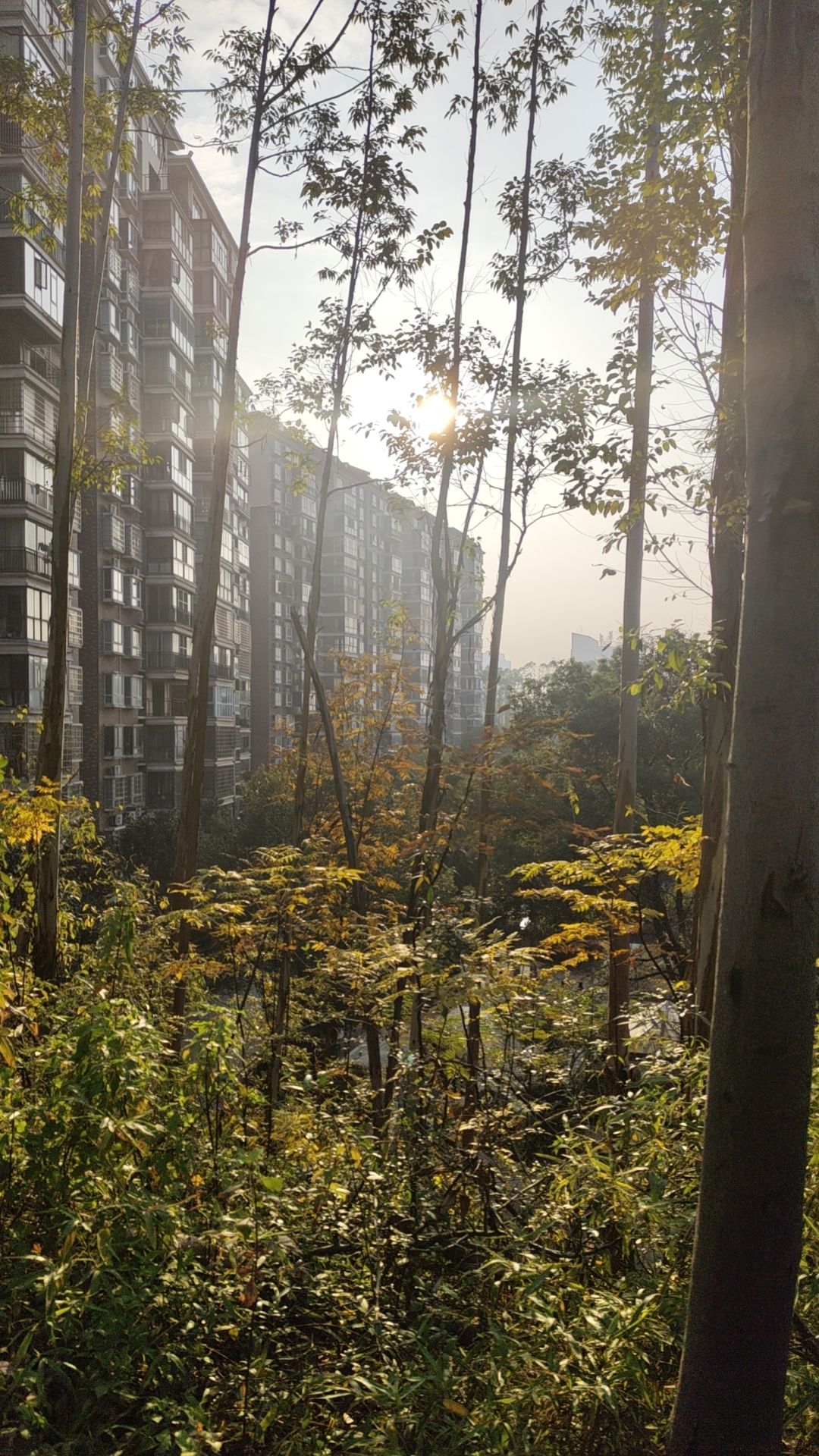 马阜岭公园旅行图片 2