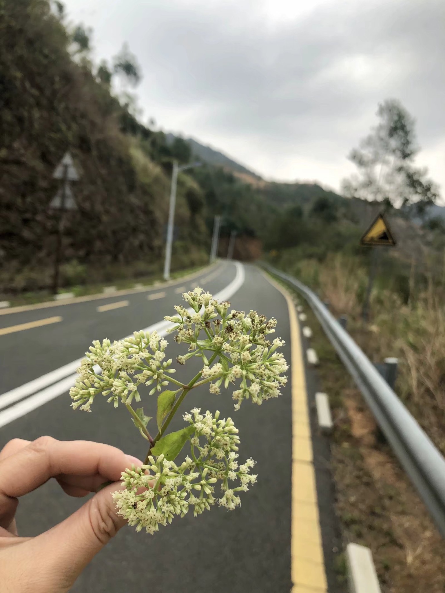 新丰江森林公园-九里湖畔旅行图片 1