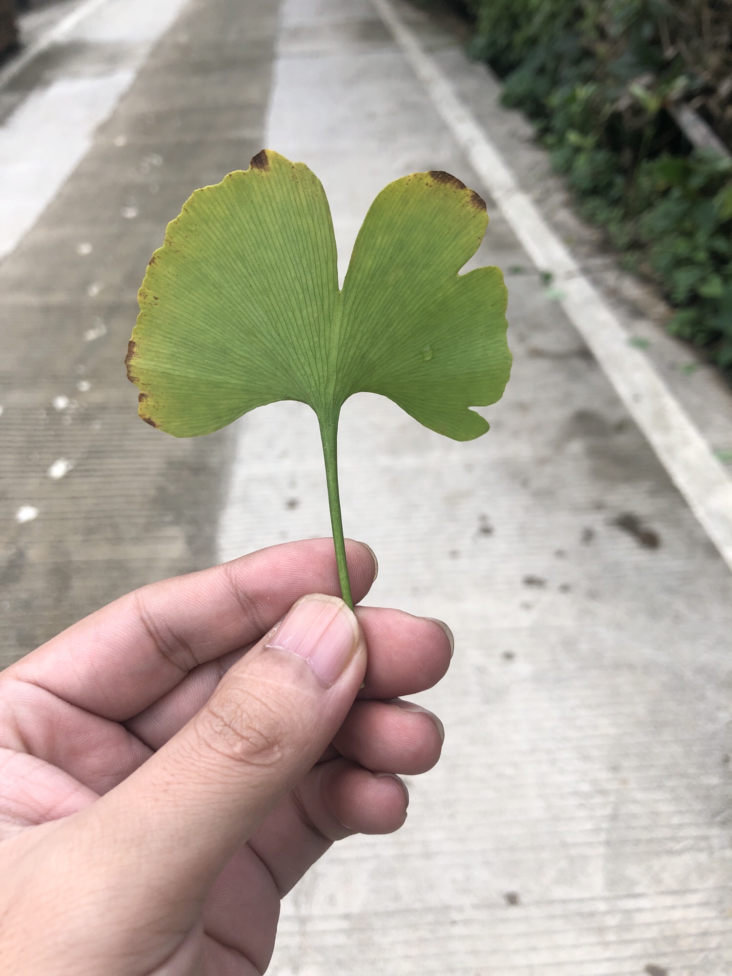 坪田银杏森林公园旅行图片 2
