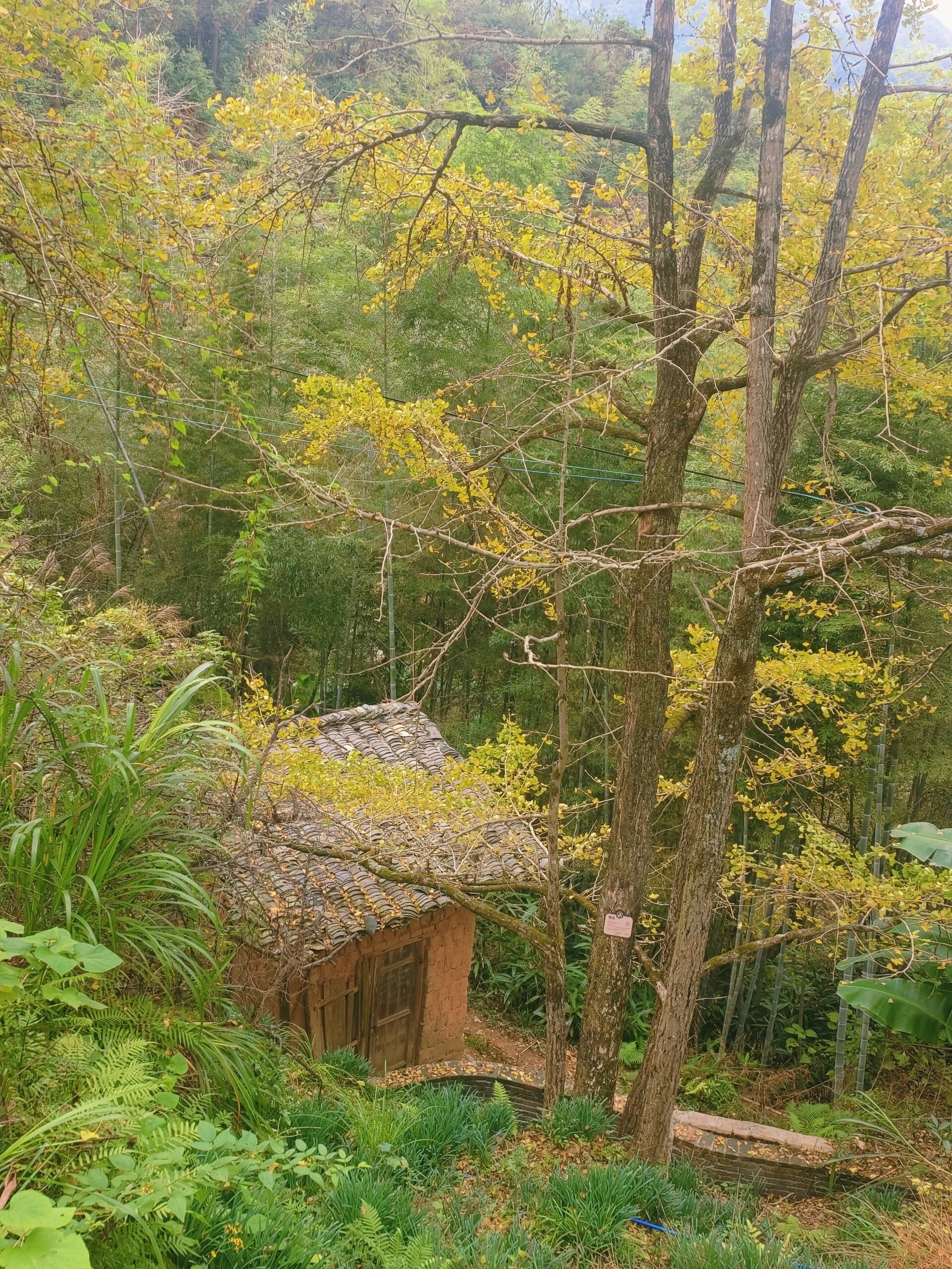 坪田银杏森林公园旅行图片 2