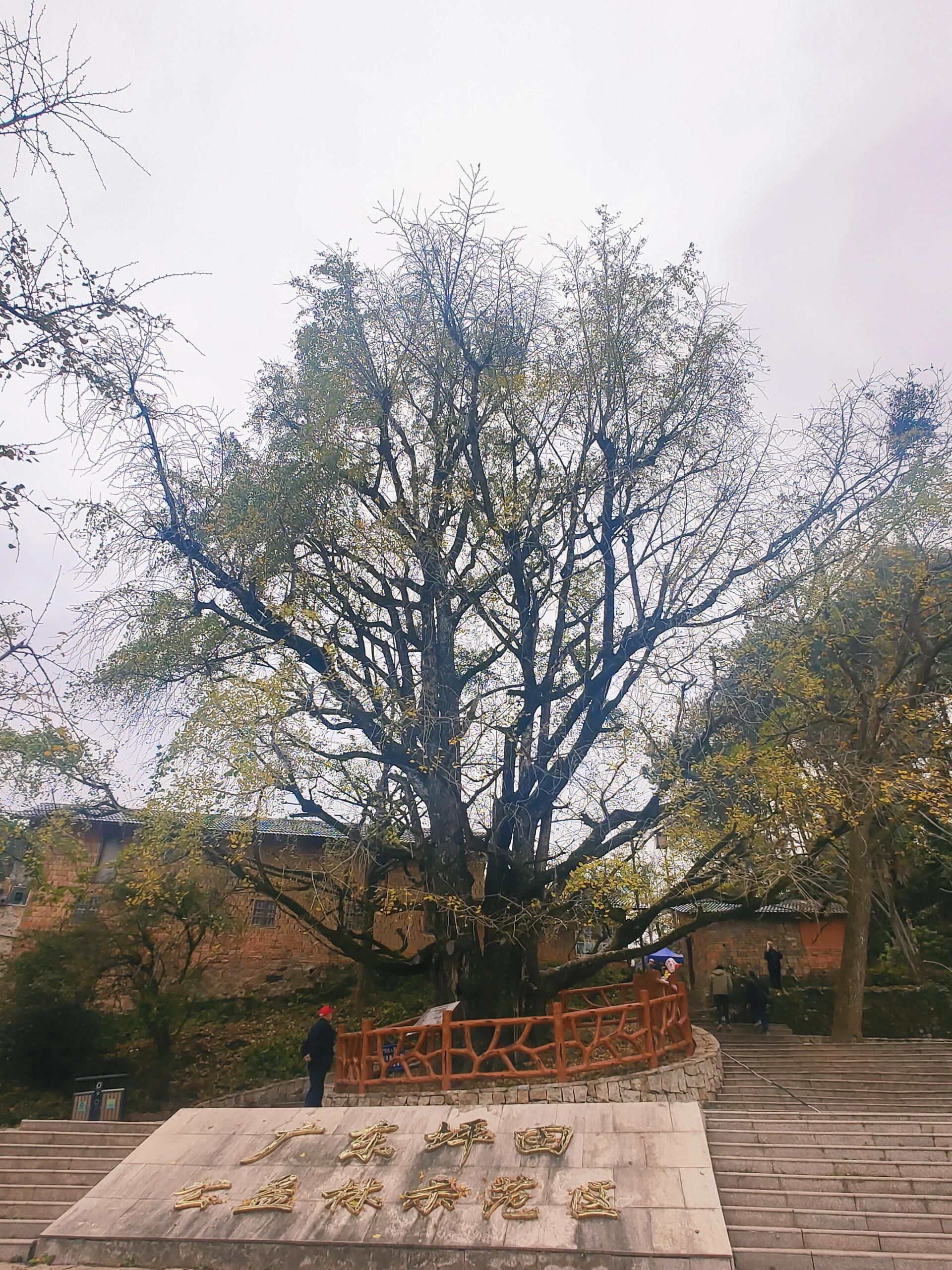 坪田银杏森林公园旅行图片 3