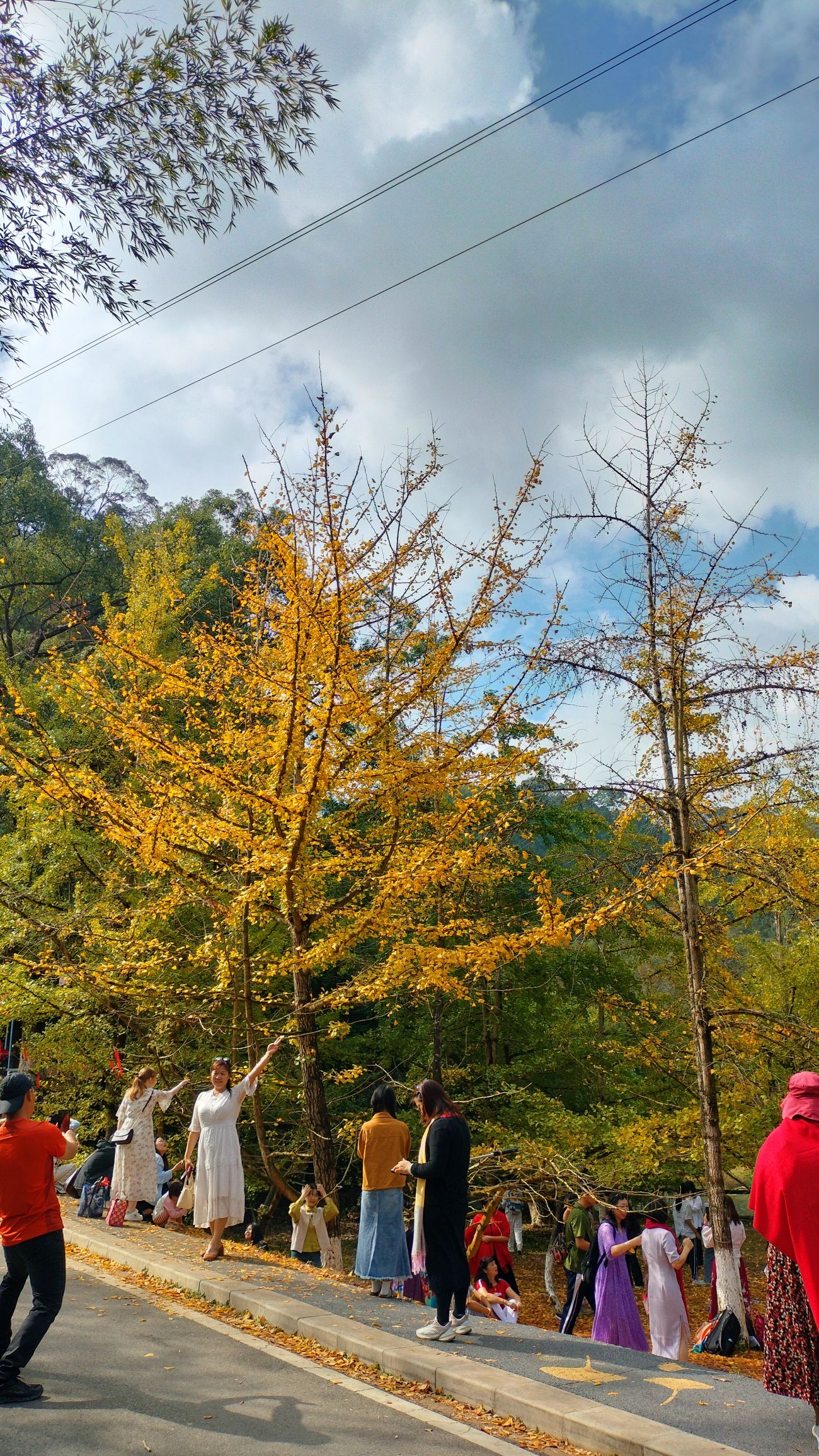 坪田银杏森林公园旅行图片 2