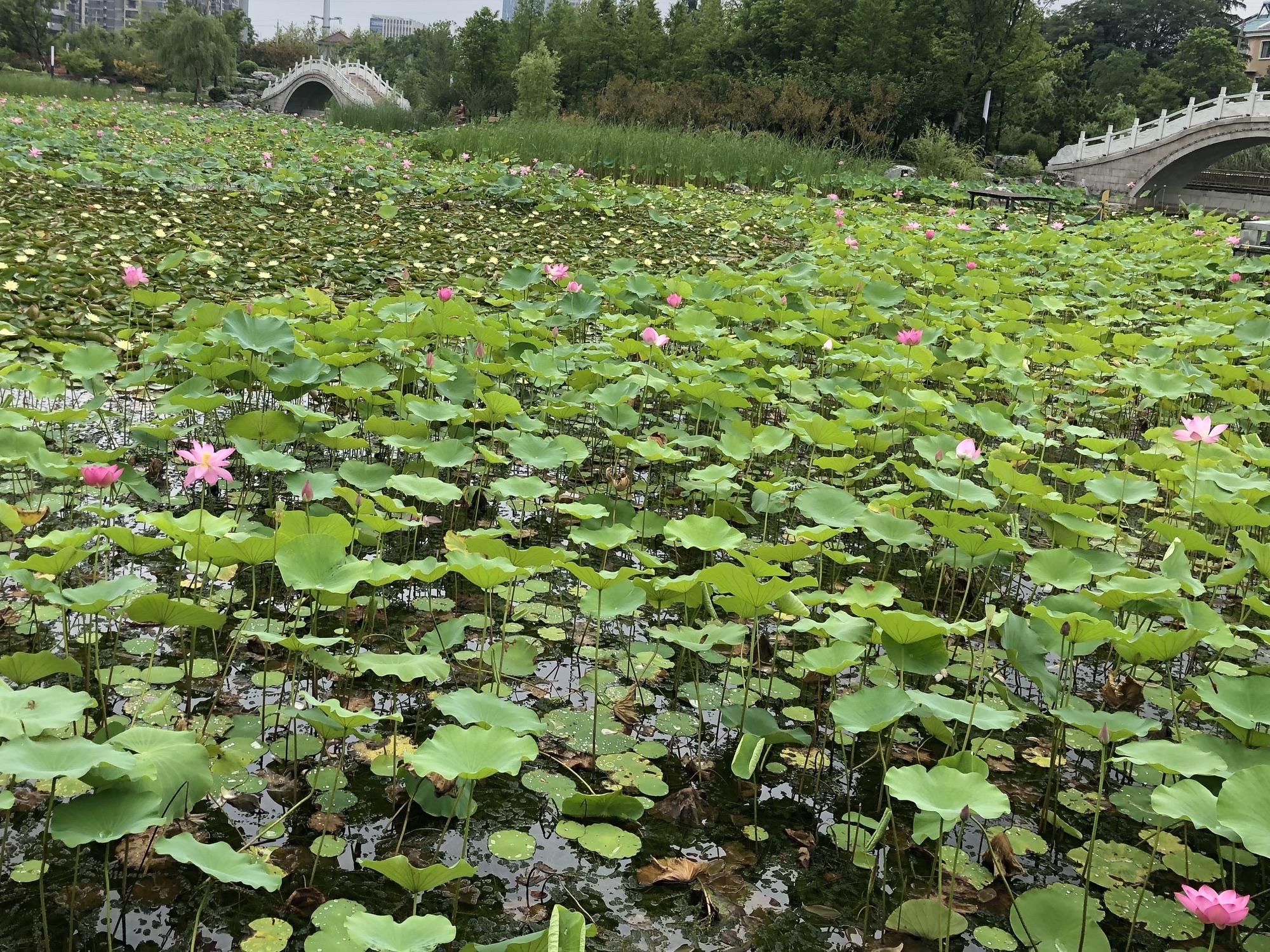 蒋王半岛公园旅行图片 3