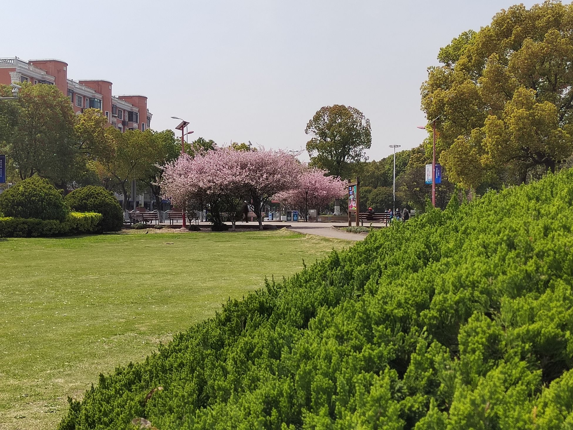 洞泾镇健康主题广场旅行图片 2