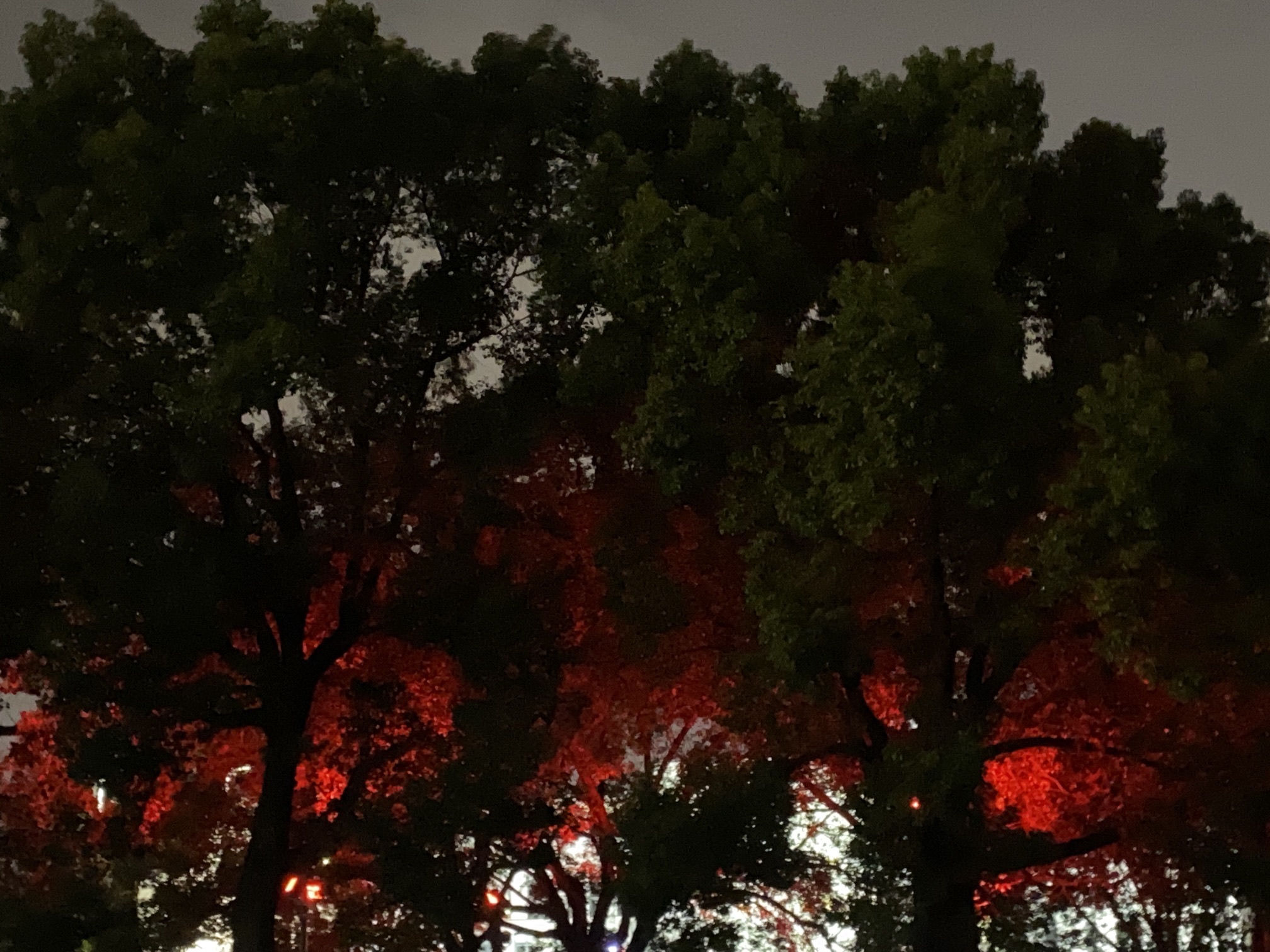 洞泾镇健康主题广场旅行图片 1