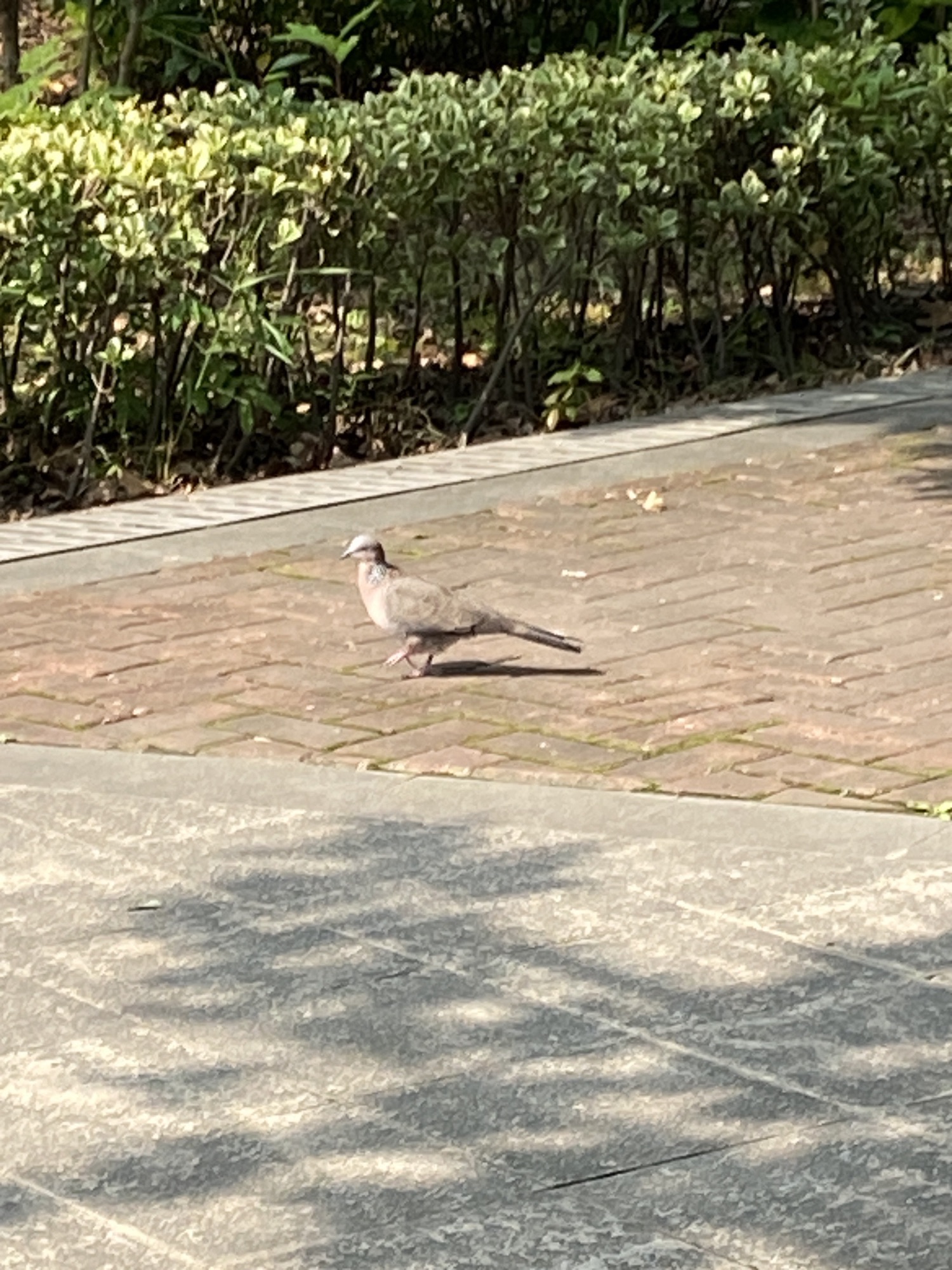 洞泾镇健康主题广场旅行图片 3