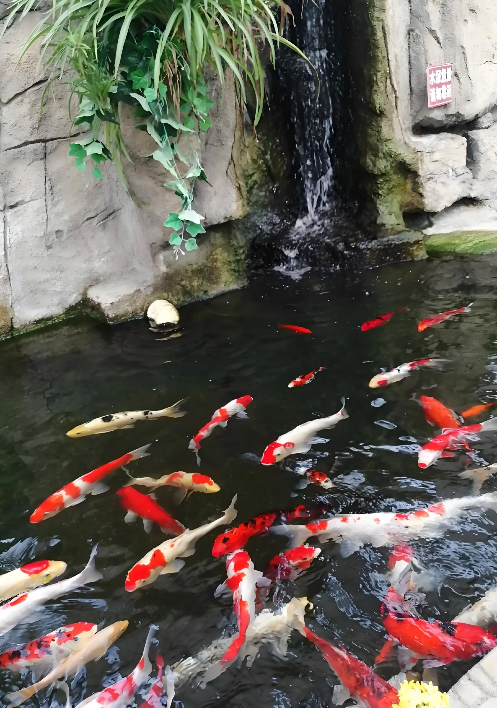 新泰和圣园旅行图片 1
