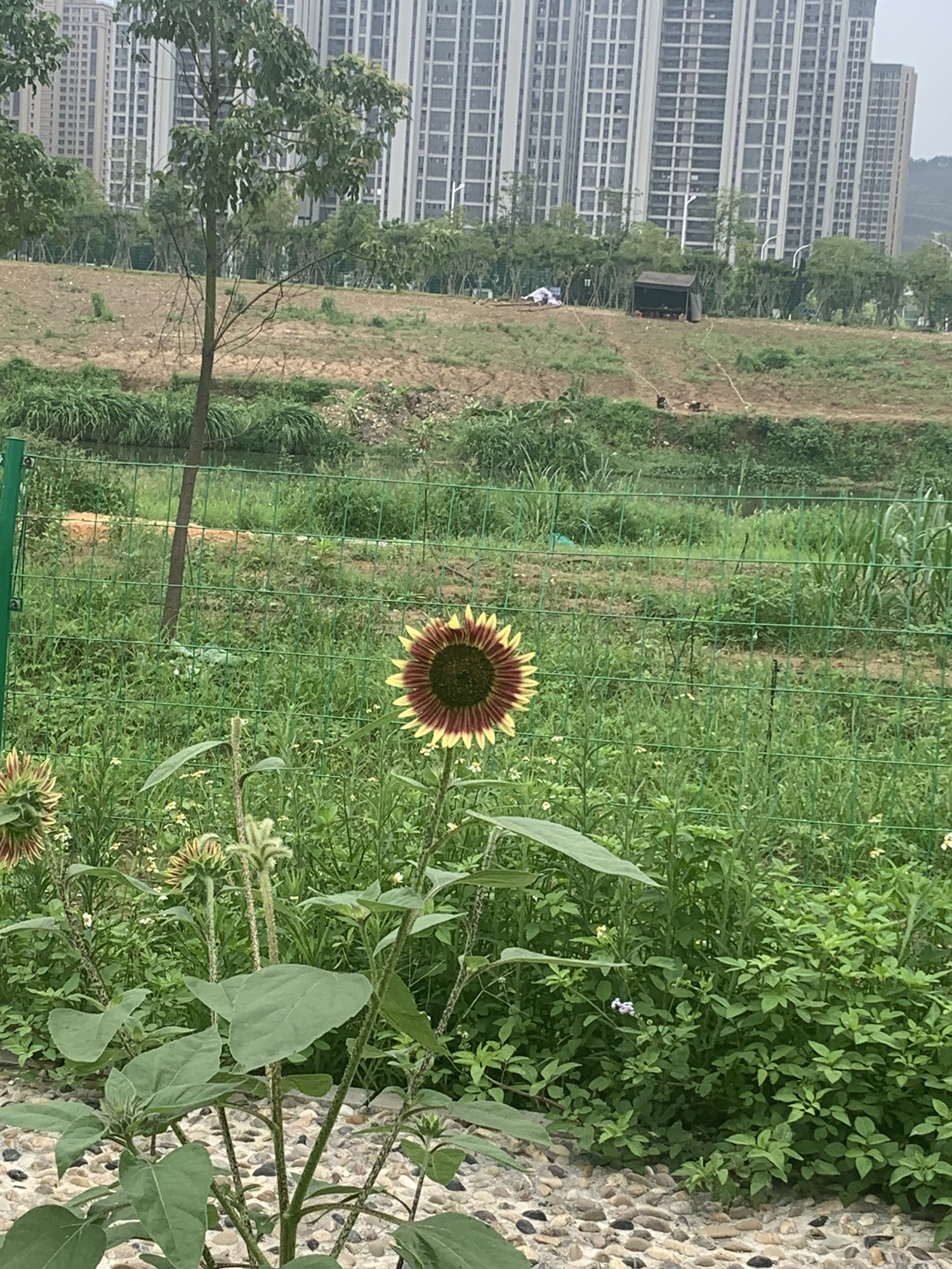 福清市湿地公园旅行图片 2