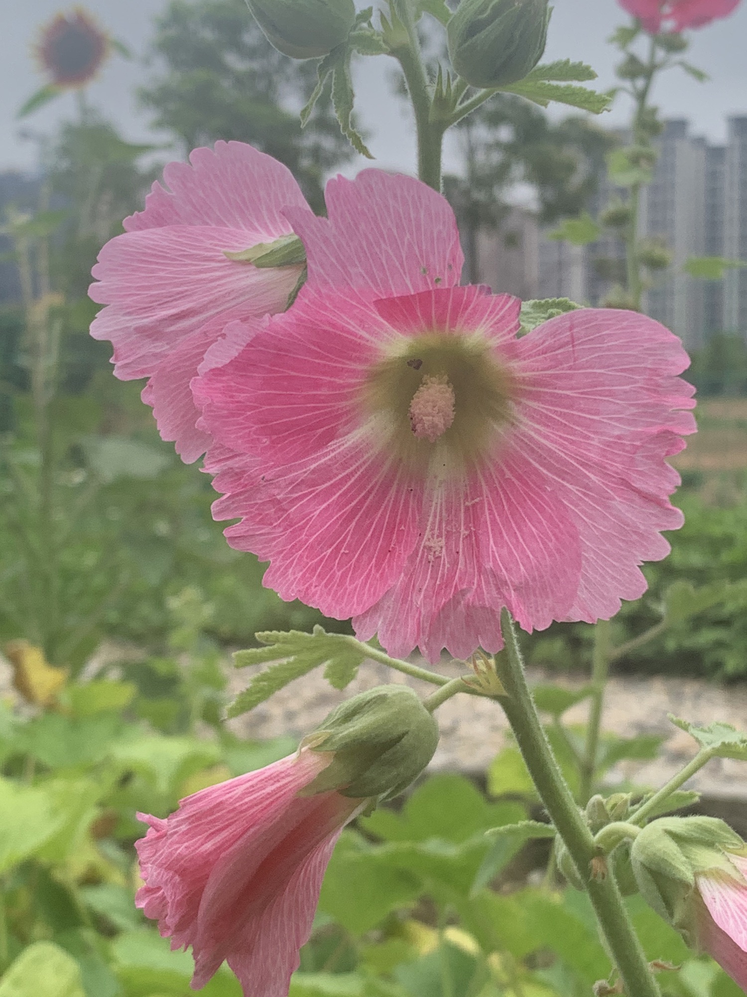 福清市湿地公园旅行图片 1