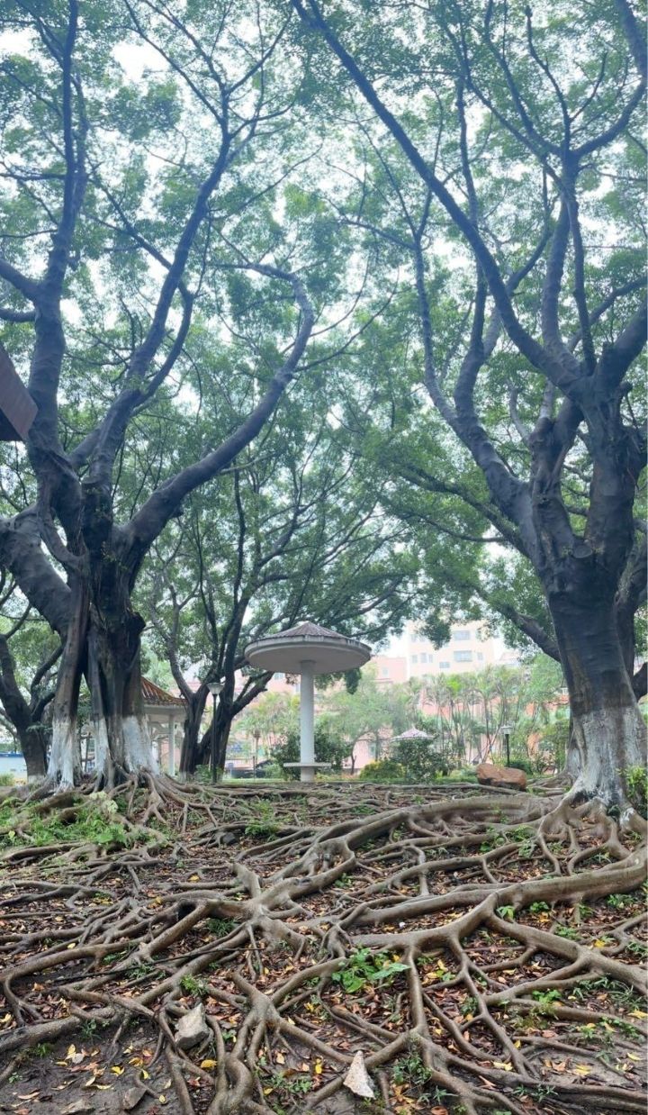 庆丰九龙公园旅行图片 3