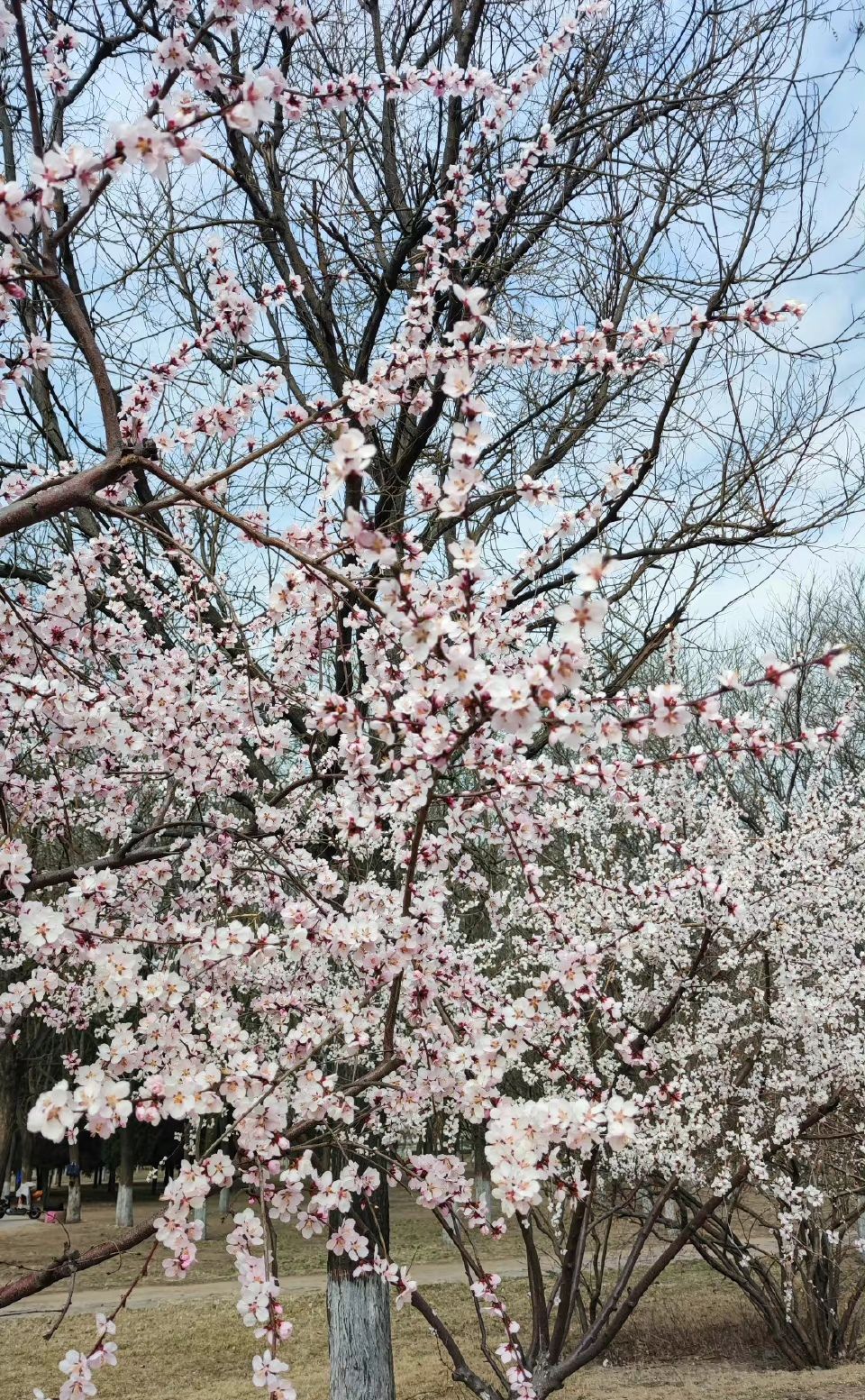 滨河公园旅行图片 2