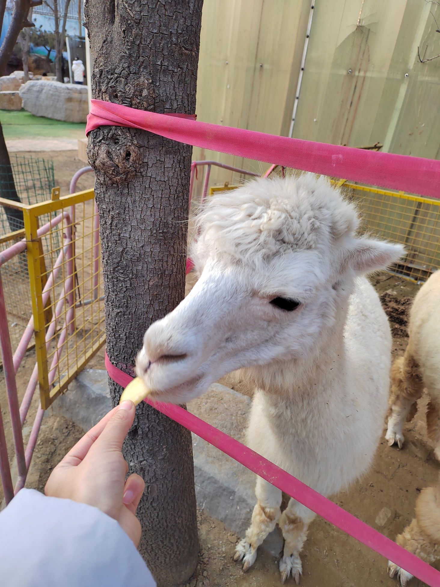 聊城动物园旅行图片 2