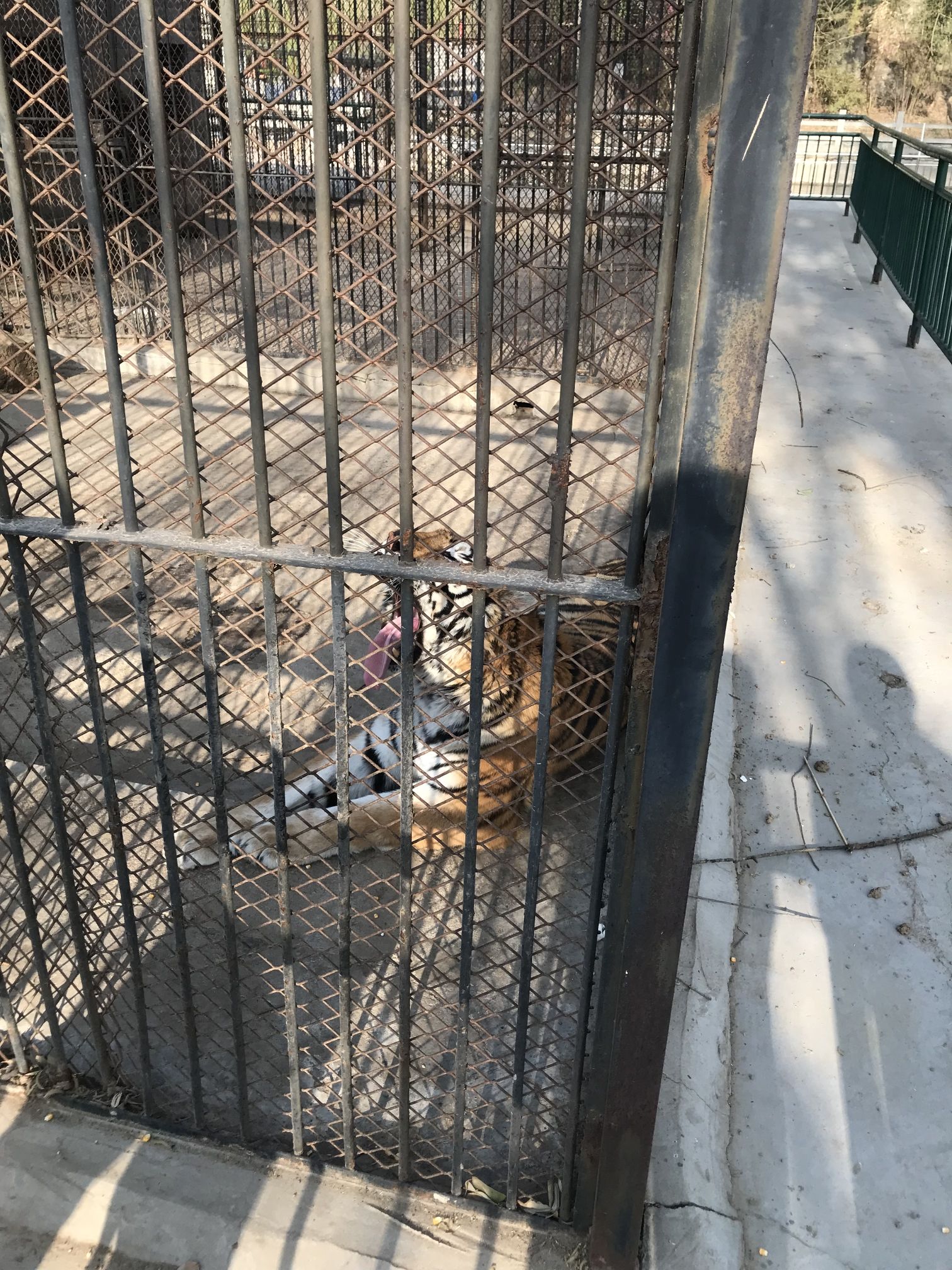 聊城动物园旅行图片 2