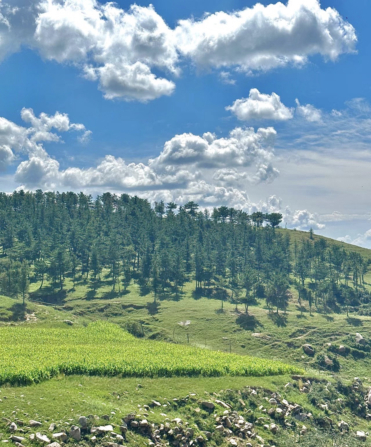冰山梁风景区旅行图片 1