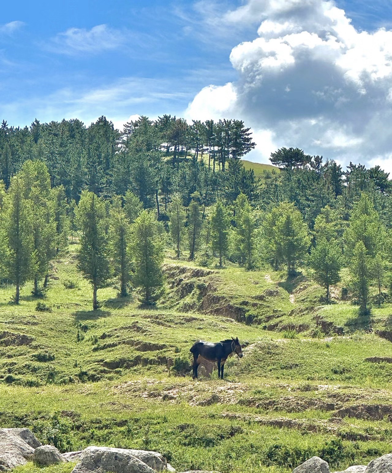 冰山梁风景区旅行图片 2