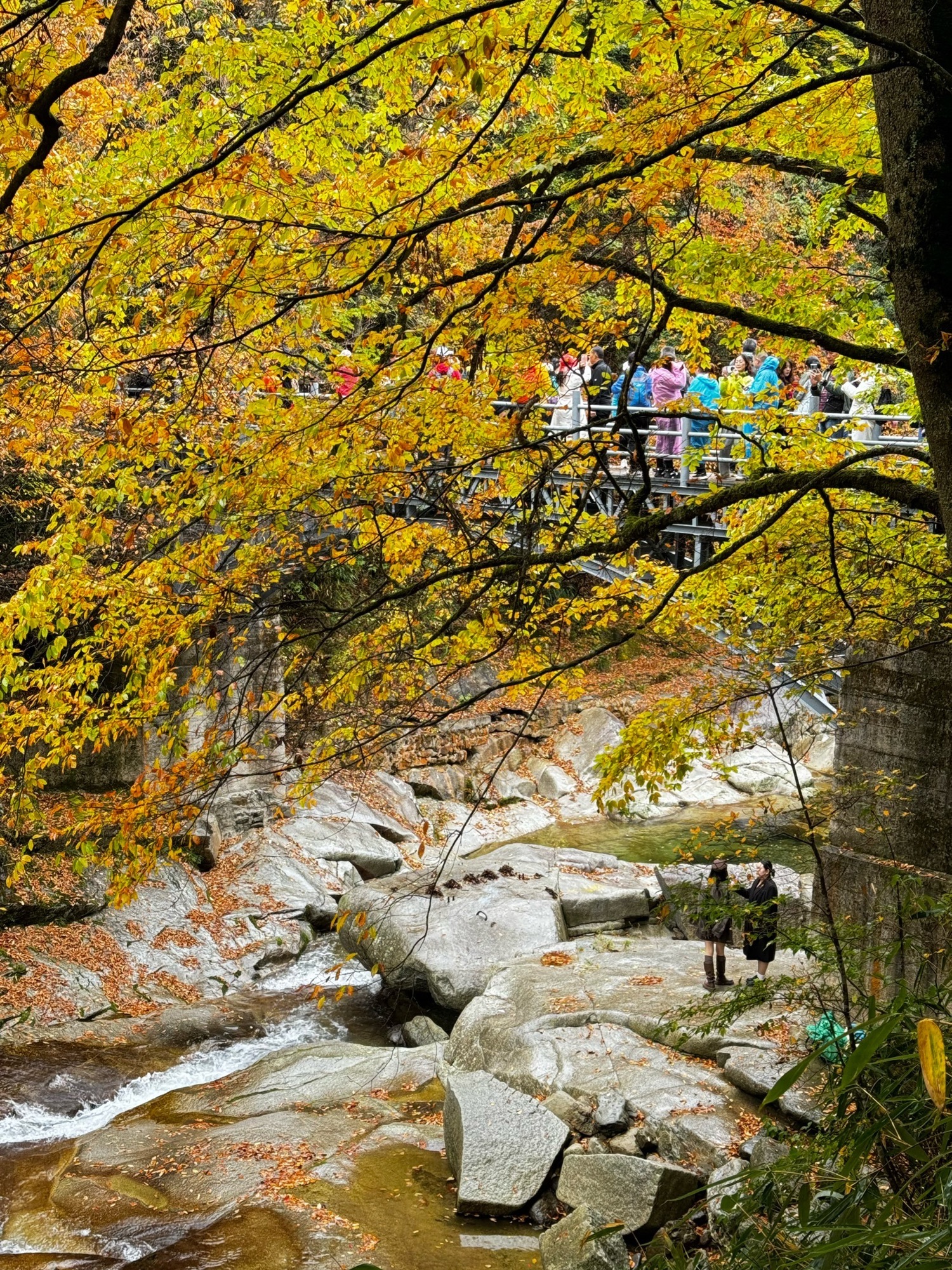 米仓山国家森林公园旅行图片 2
