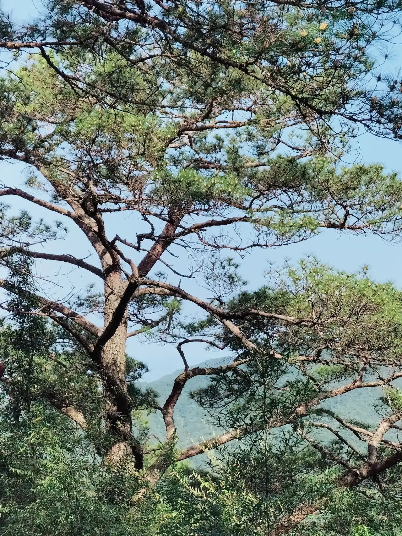 米仓山国家森林公园旅行图片 2